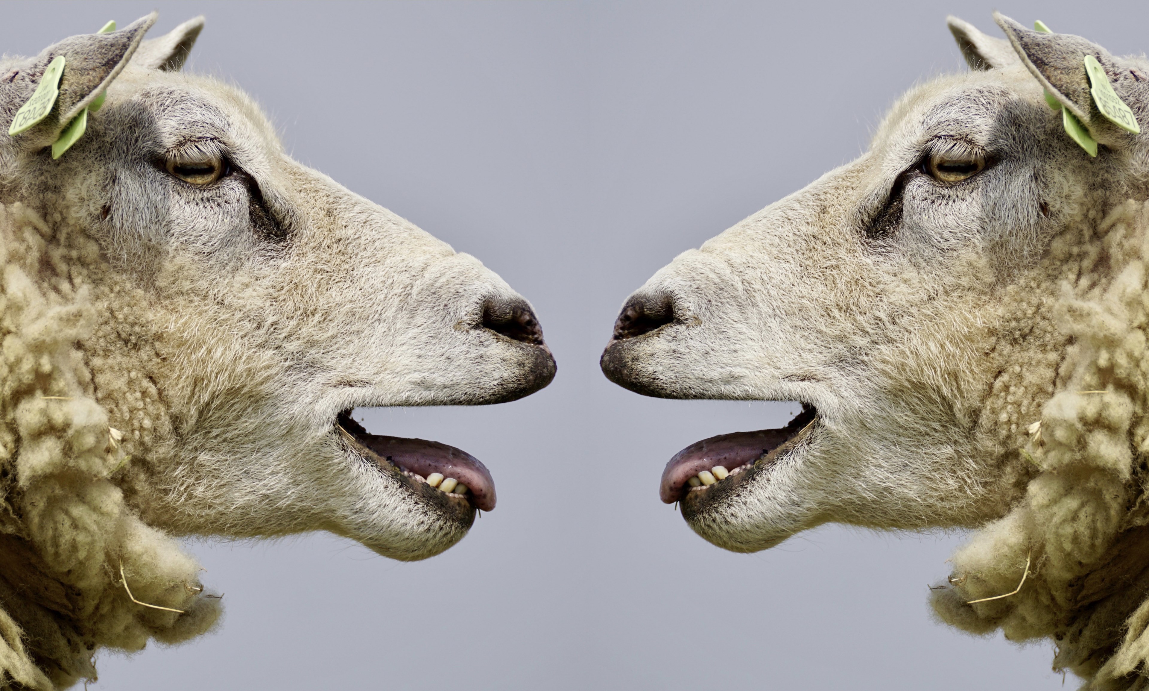 sheep bleat communication communicate talk discuss 4k, HD Wallpaper