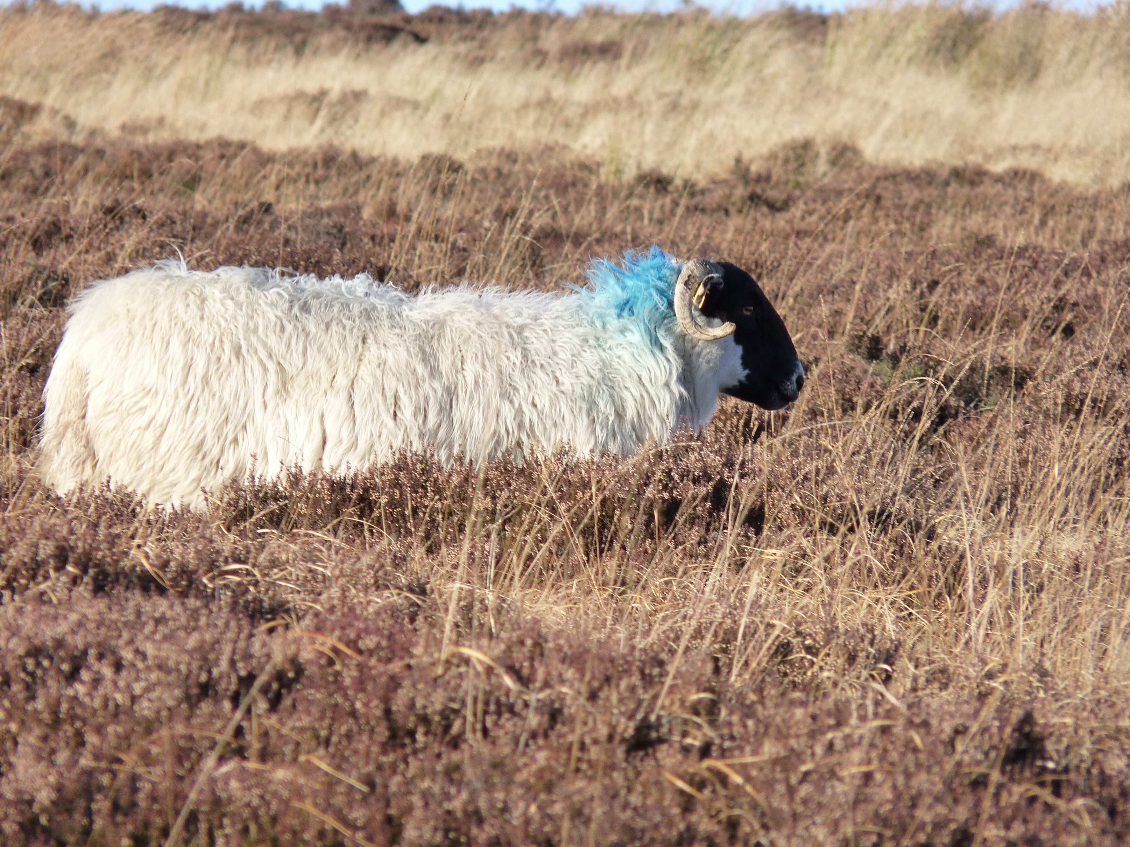 sheep ewe heather moor mutton animal mammal farm 4k, HD Wallpaper