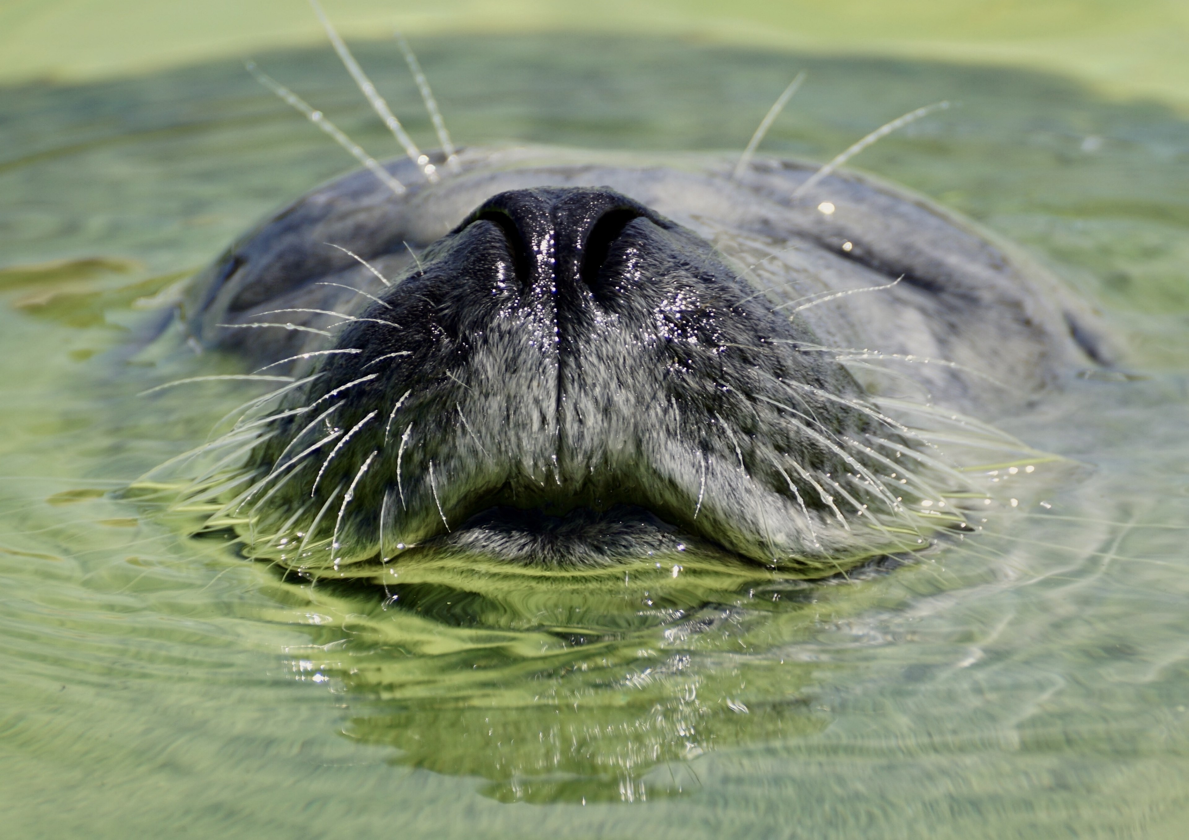 seal aquarium water seal station ecomare texel 4k, HD Wallpaper