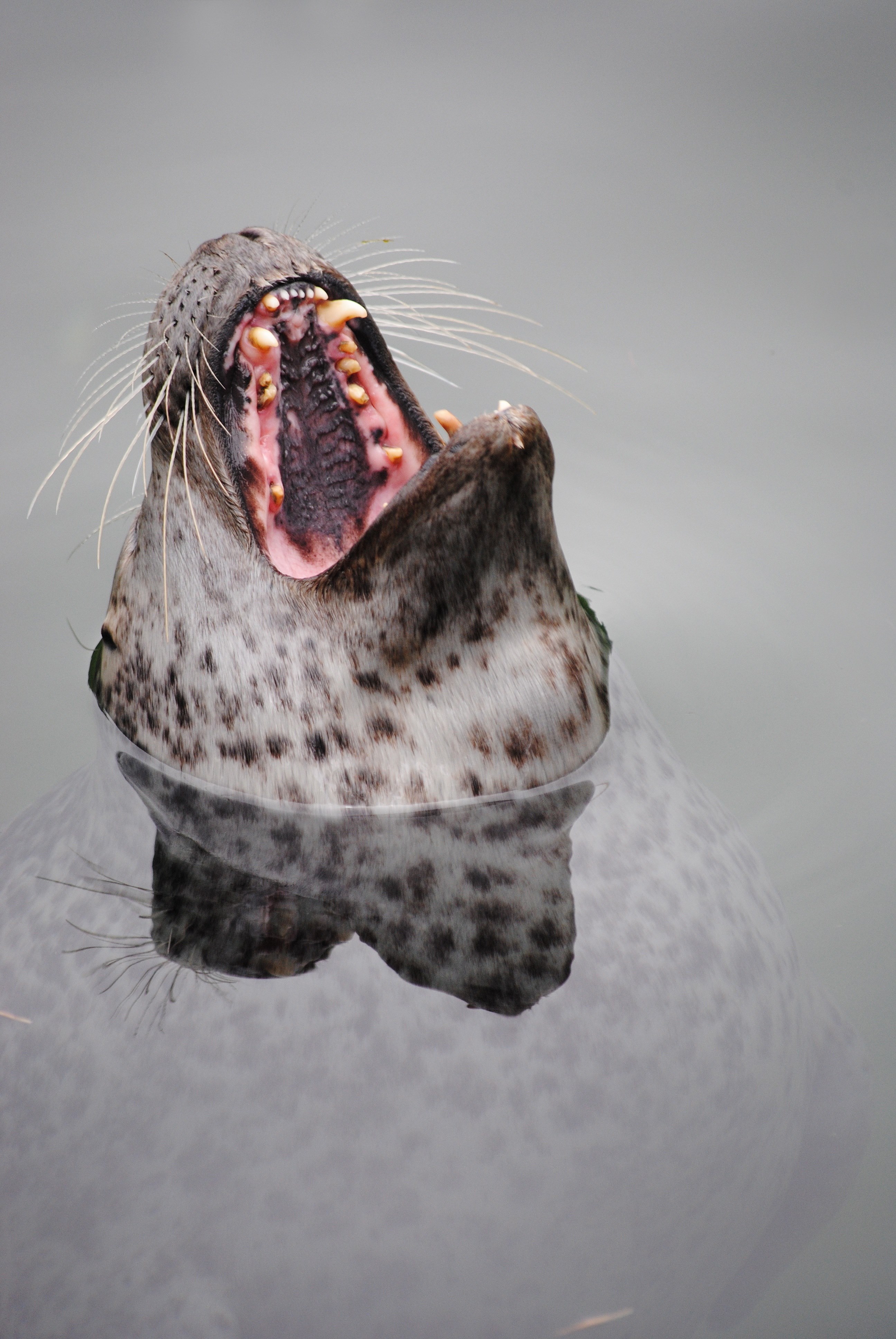 seal robbe head teeth tooth zoo 4k, Phone HD Wallpaper