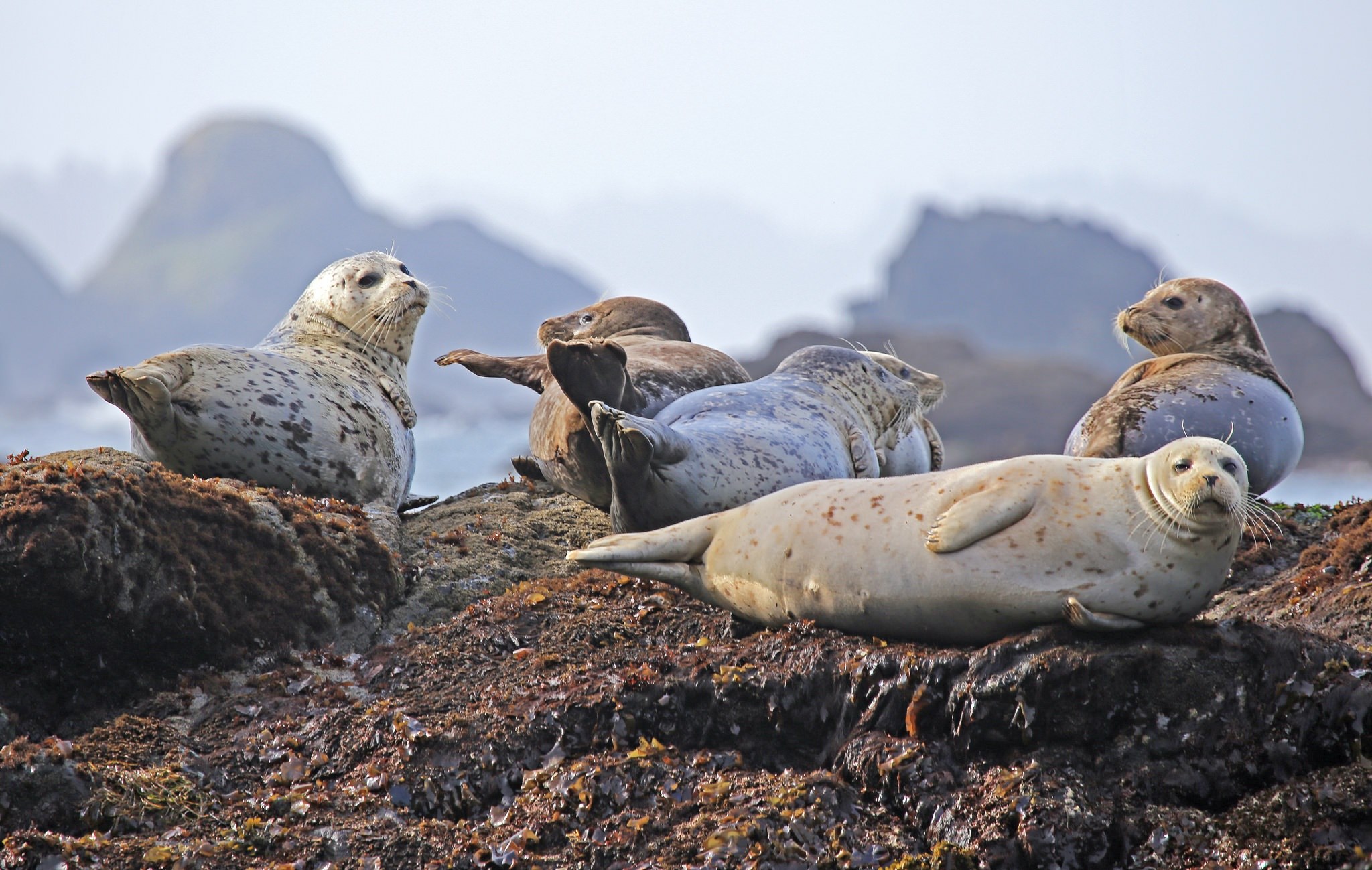 seals resting rock ocean wildlife water mammal 4k, HD Wallpaper