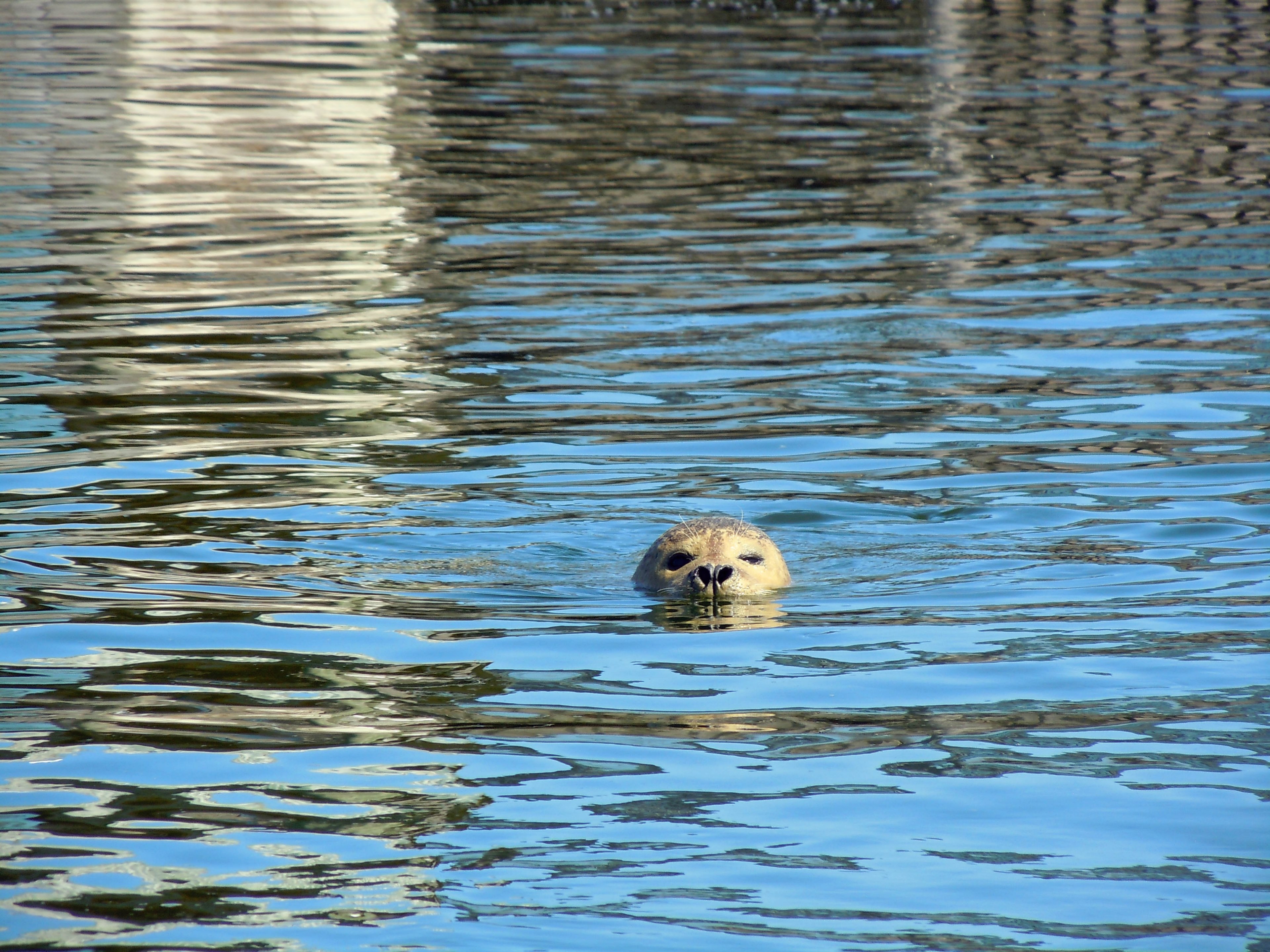 seal robbe swim 4k, HD Wallpaper