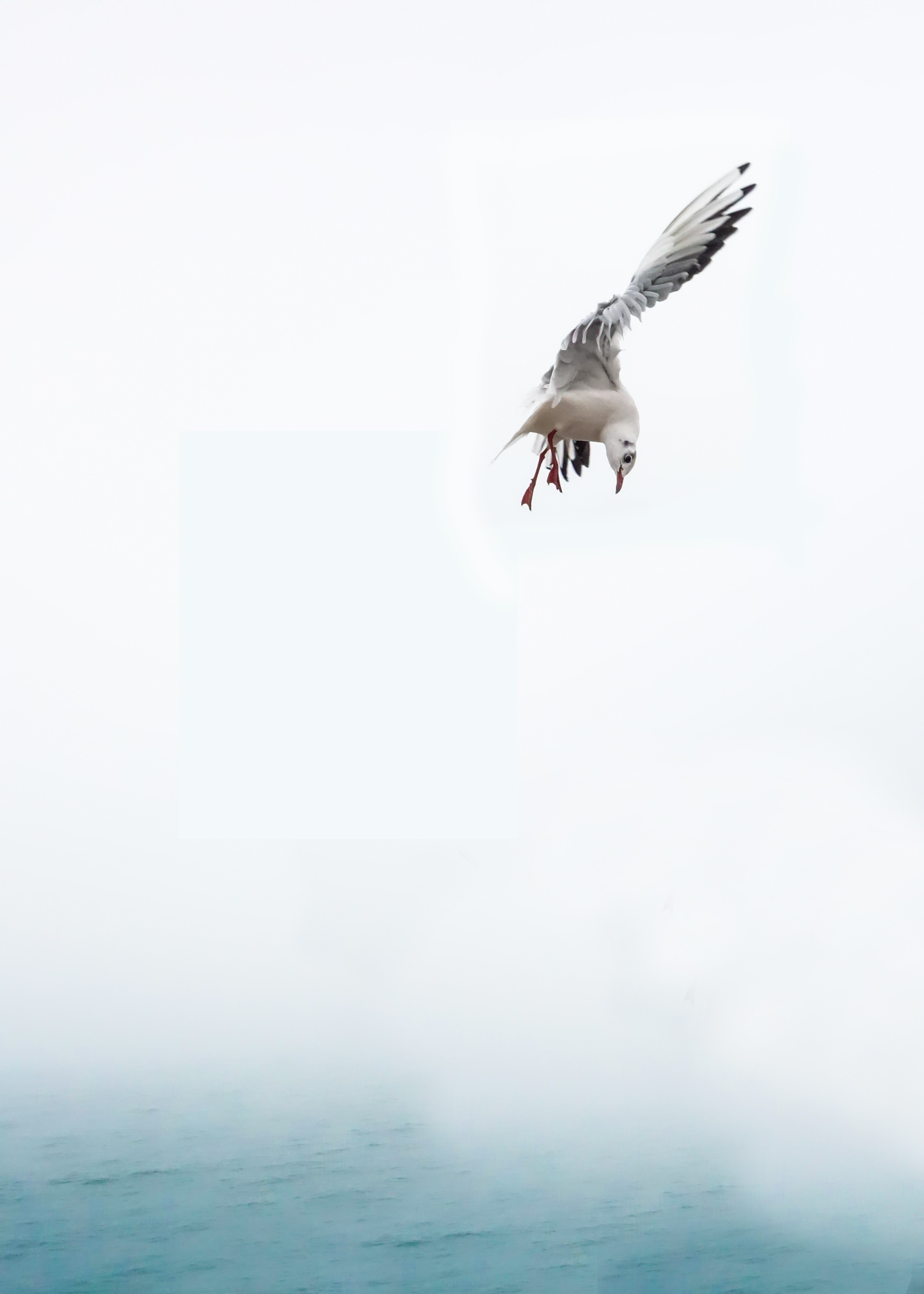 seagull bird sea fly venice water bird birds 4k, Phone HD Wallpaper