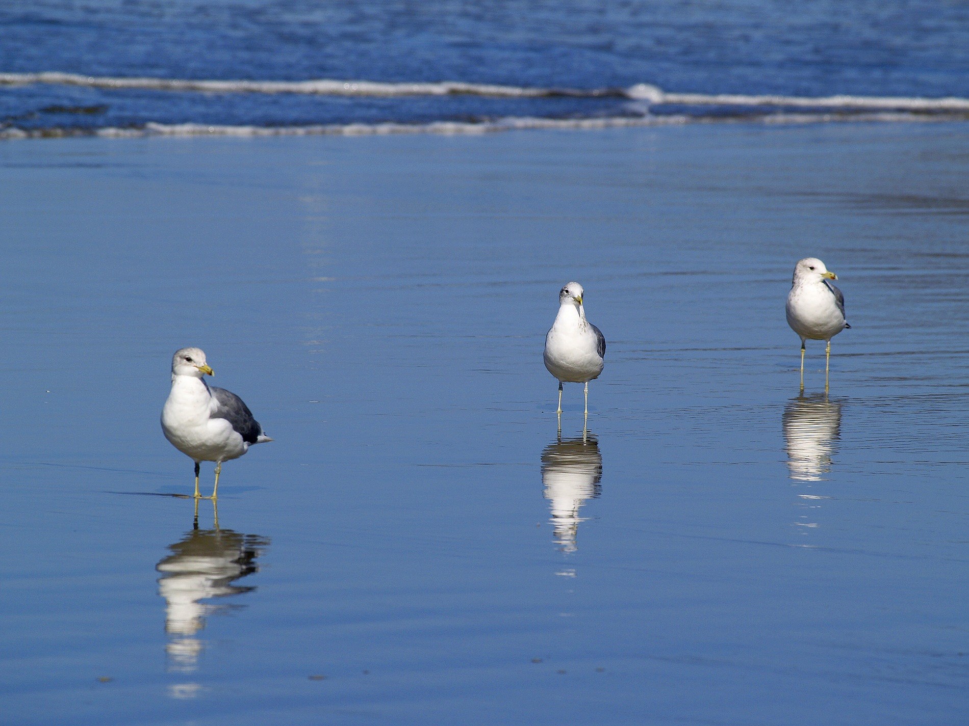 seagulls beach water ocean pacific sand nature 4k, HD Wallpaper