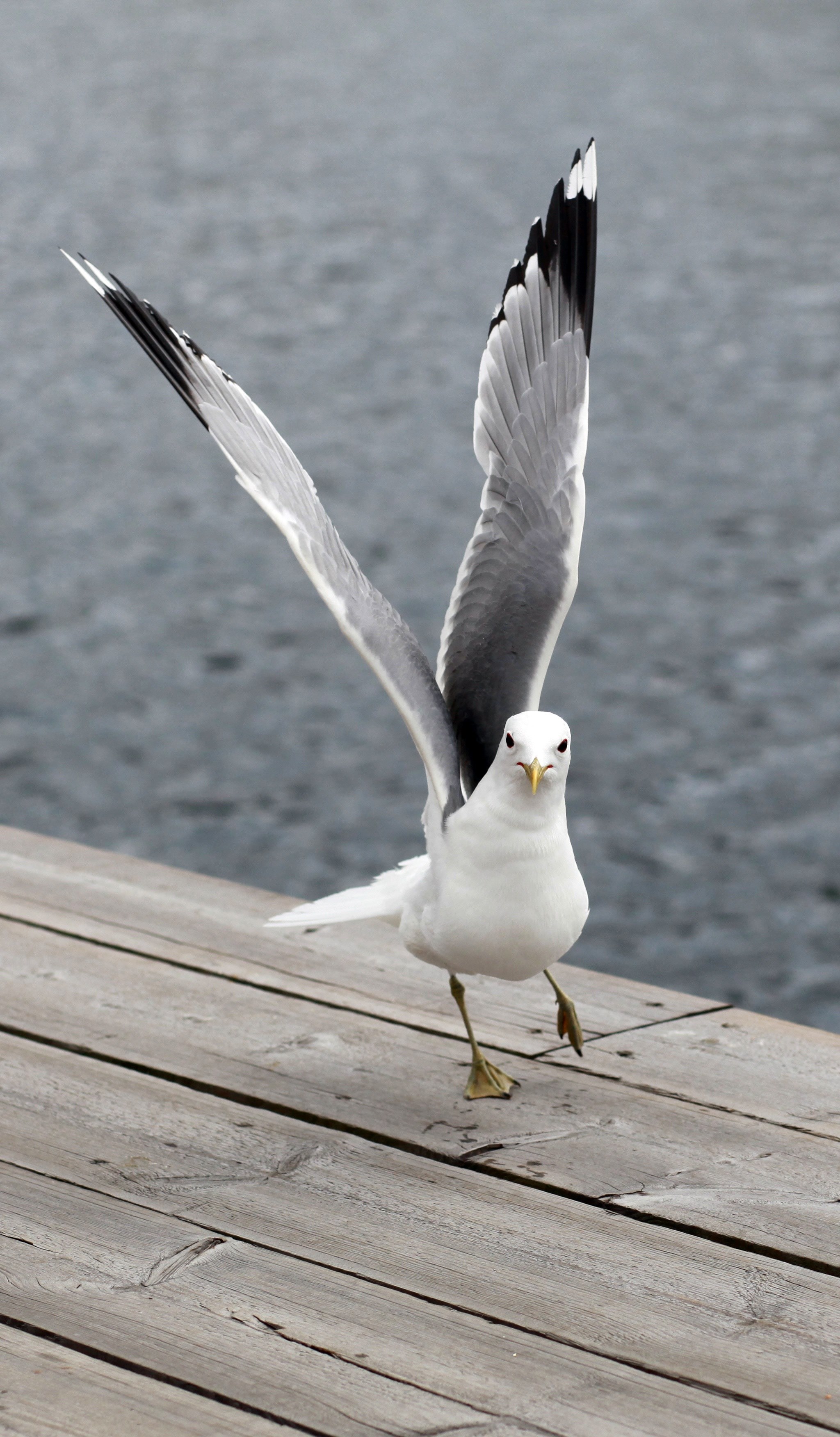 seagull bird wings birds seagulls sea ave nature 4k, Phone HD Wallpaper