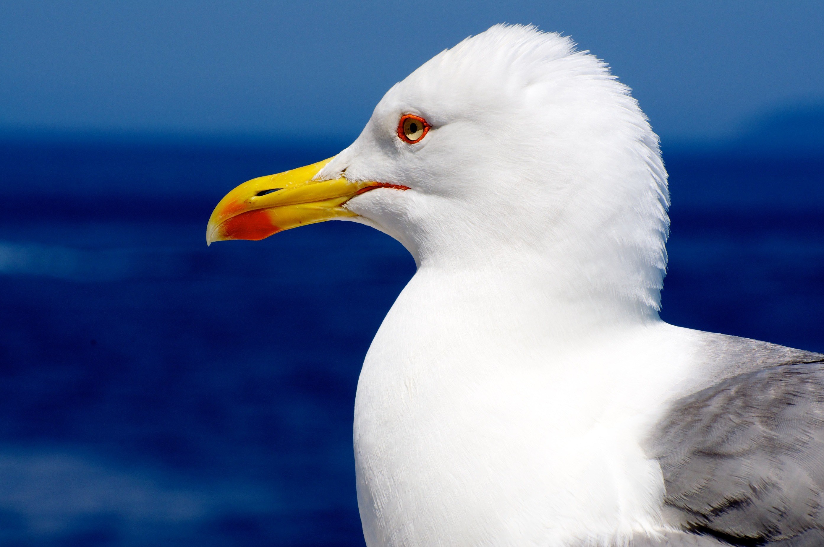 seagull gabbiano bird fly animal nature sea 4k, HD Wallpaper