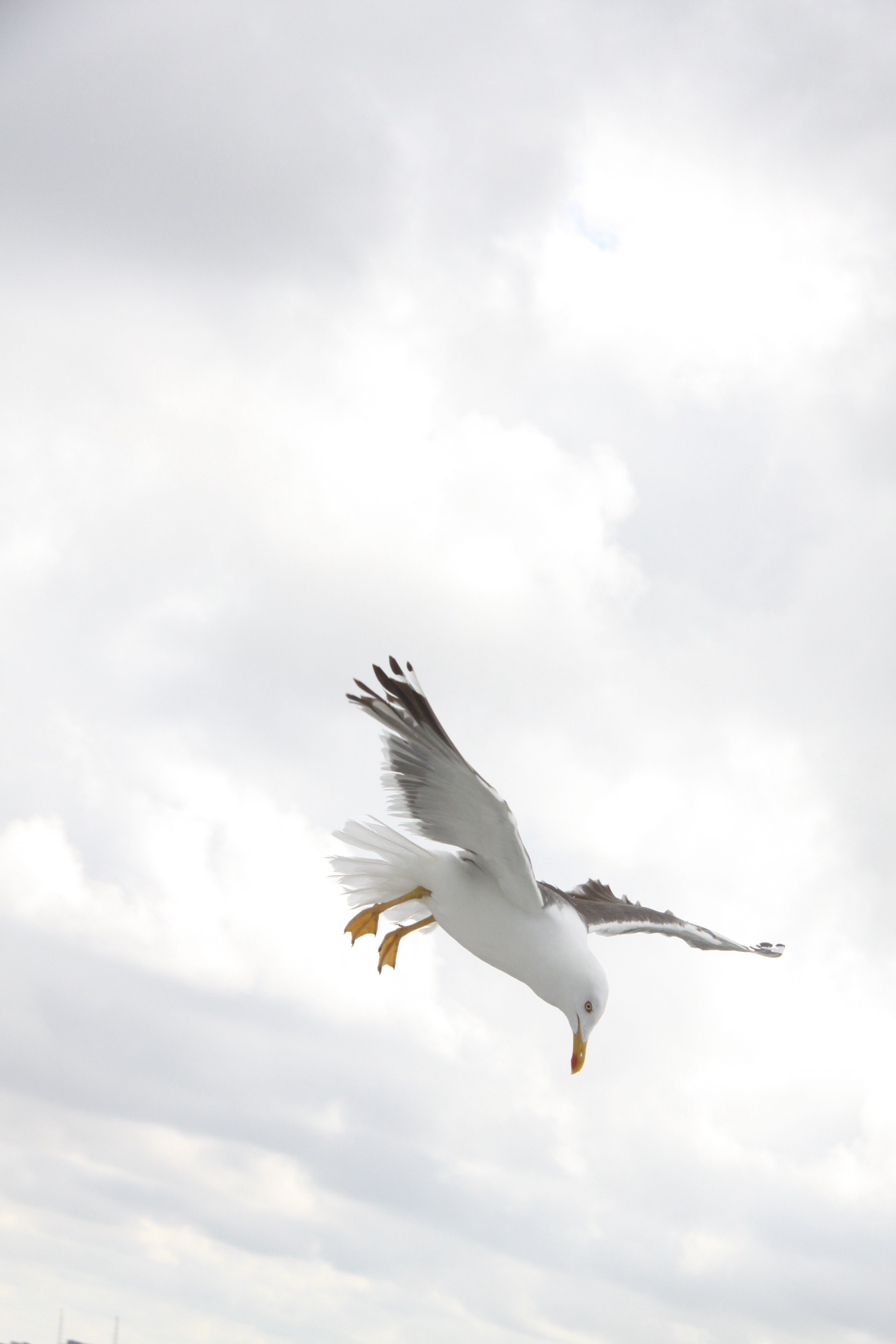 seagull bird wings fly nature 4k, Phone HD Wallpaper