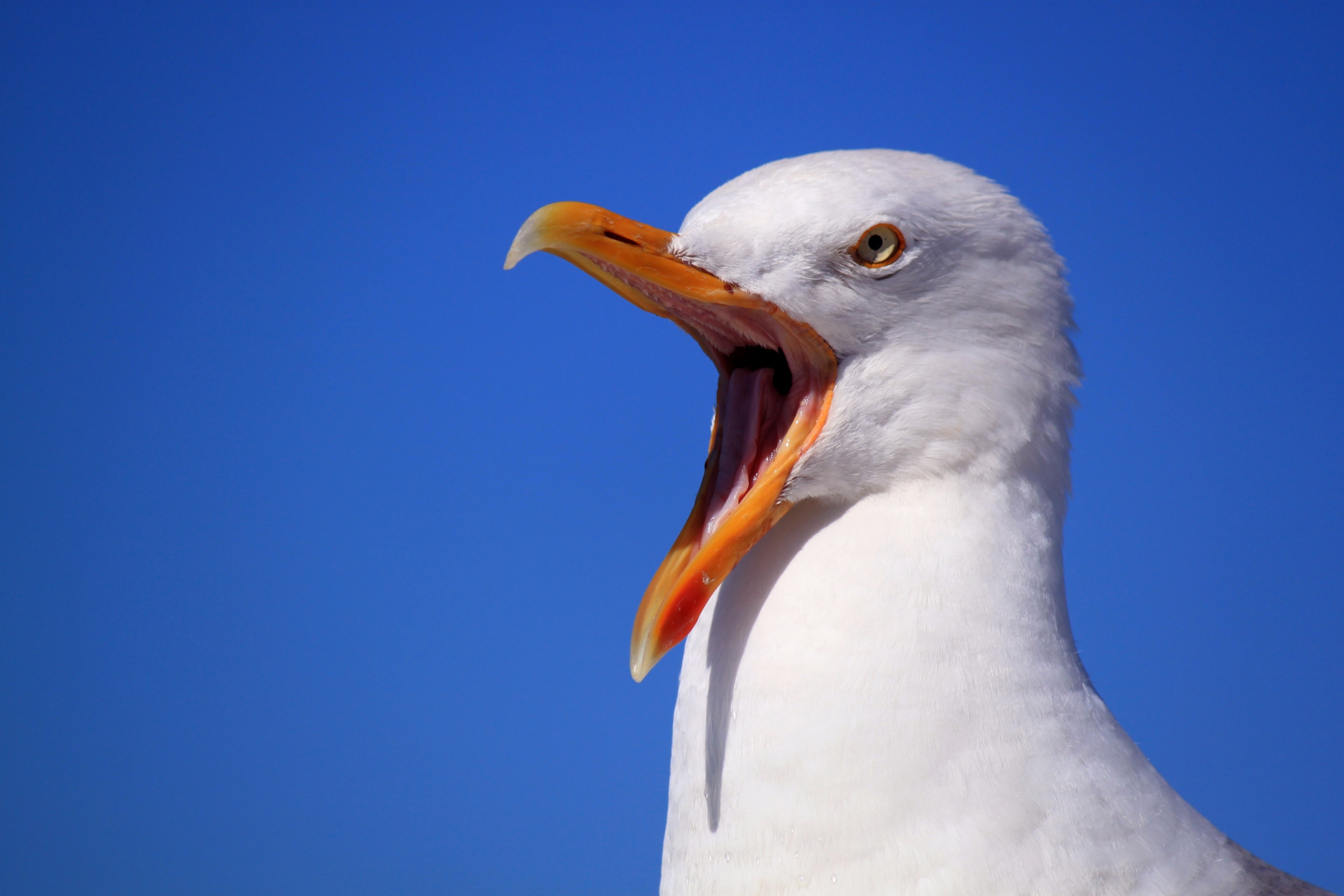seagull sky holiday bird bill feather animal 4k, HD Wallpaper