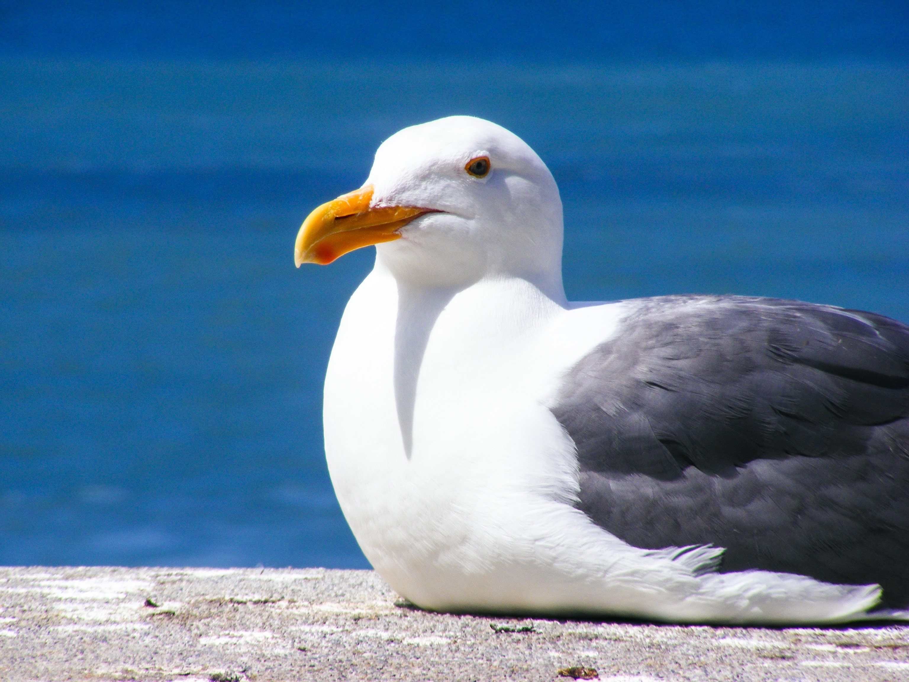 seagull bird feather water ocean seagulls pacific 4k, HD Wallpaper