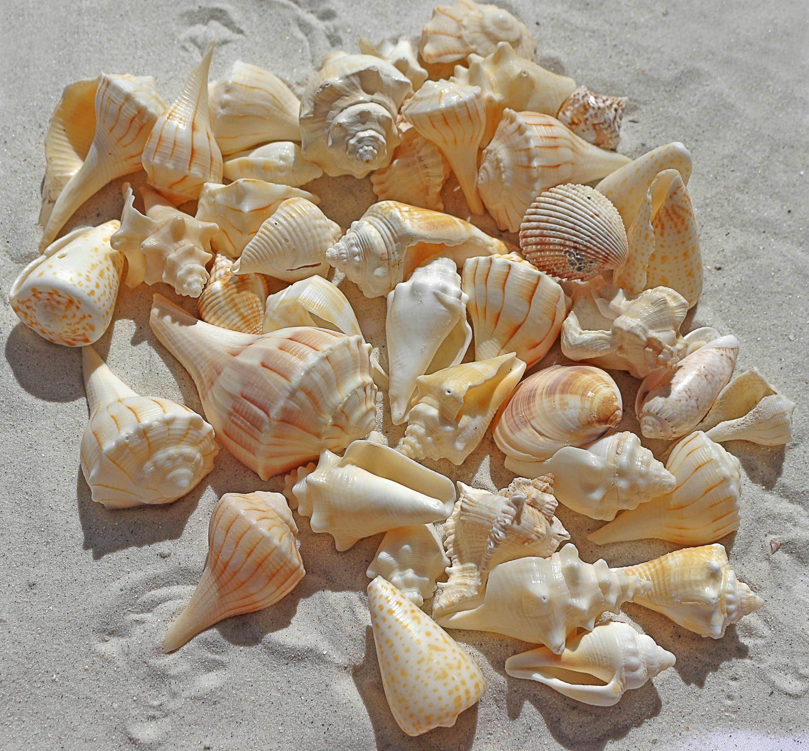 sea shells sea beach sand nature summer 4k, HD Wallpaper