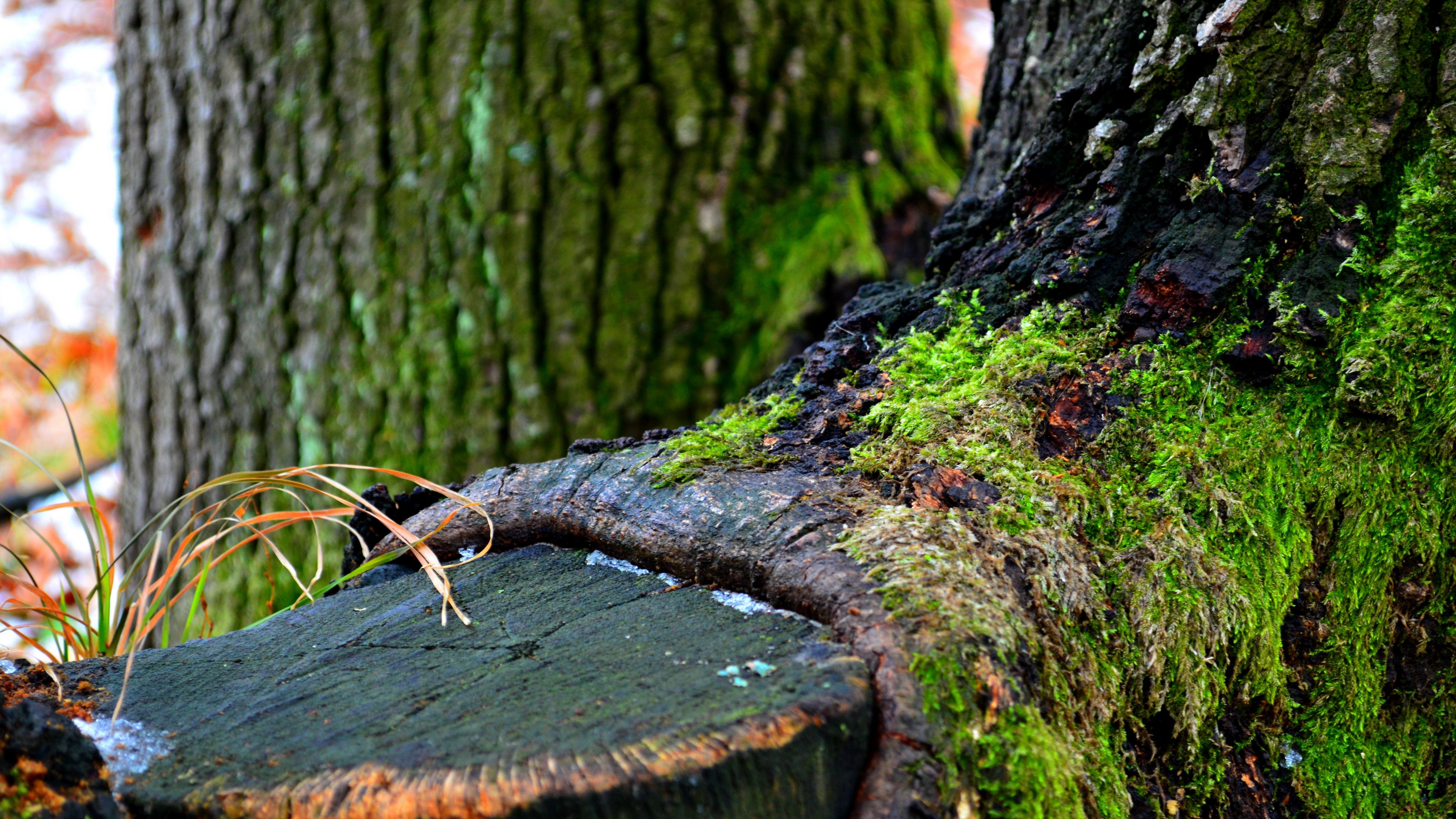 green, tree, winter, 4k, HD Wallpaper