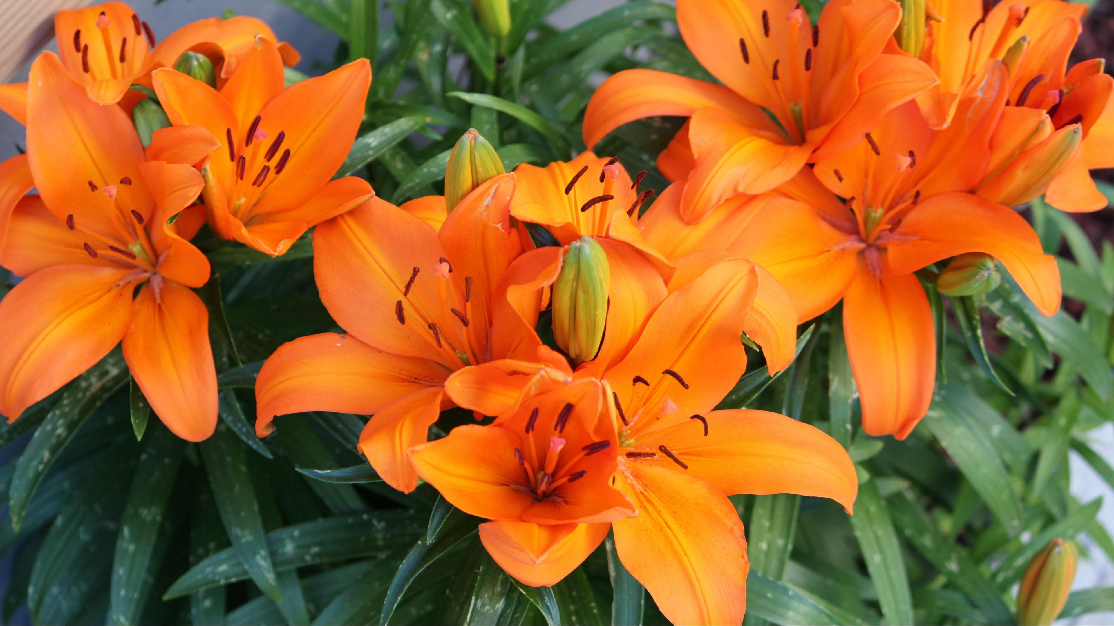 lily, orange, bright, flowers, 4k, HD Wallpaper