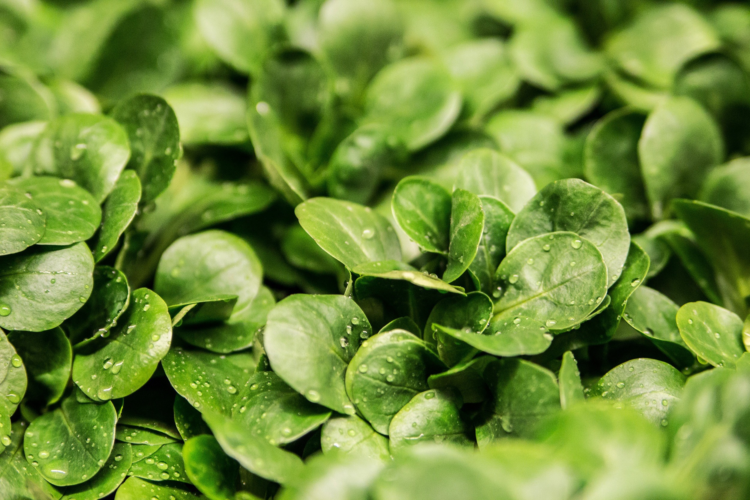 salad lambs lettuce lettuce leaves green frisch 4k, HD Wallpaper