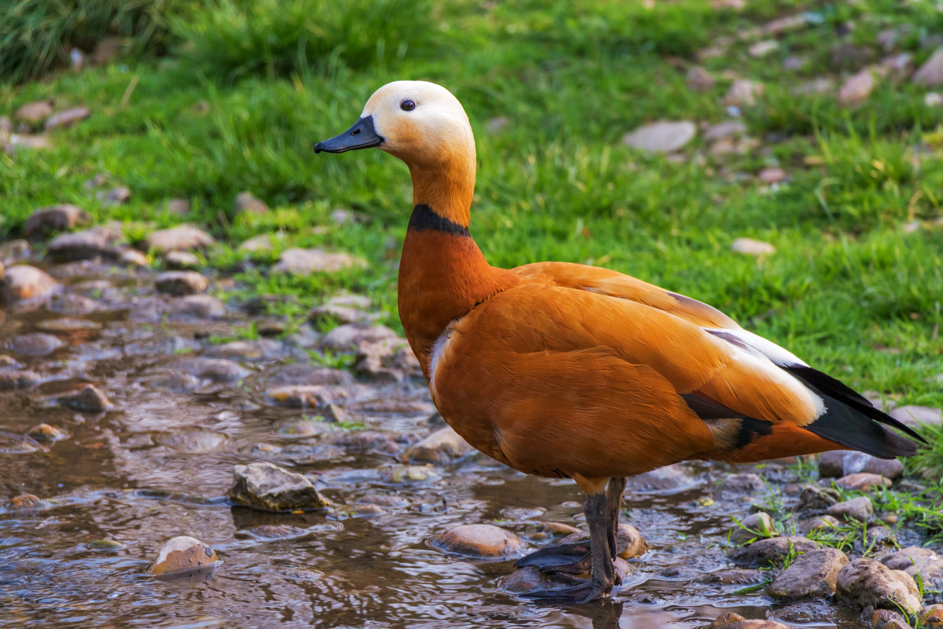 ruddy shelduck réceféle bird feathered 4k, HD Wallpaper