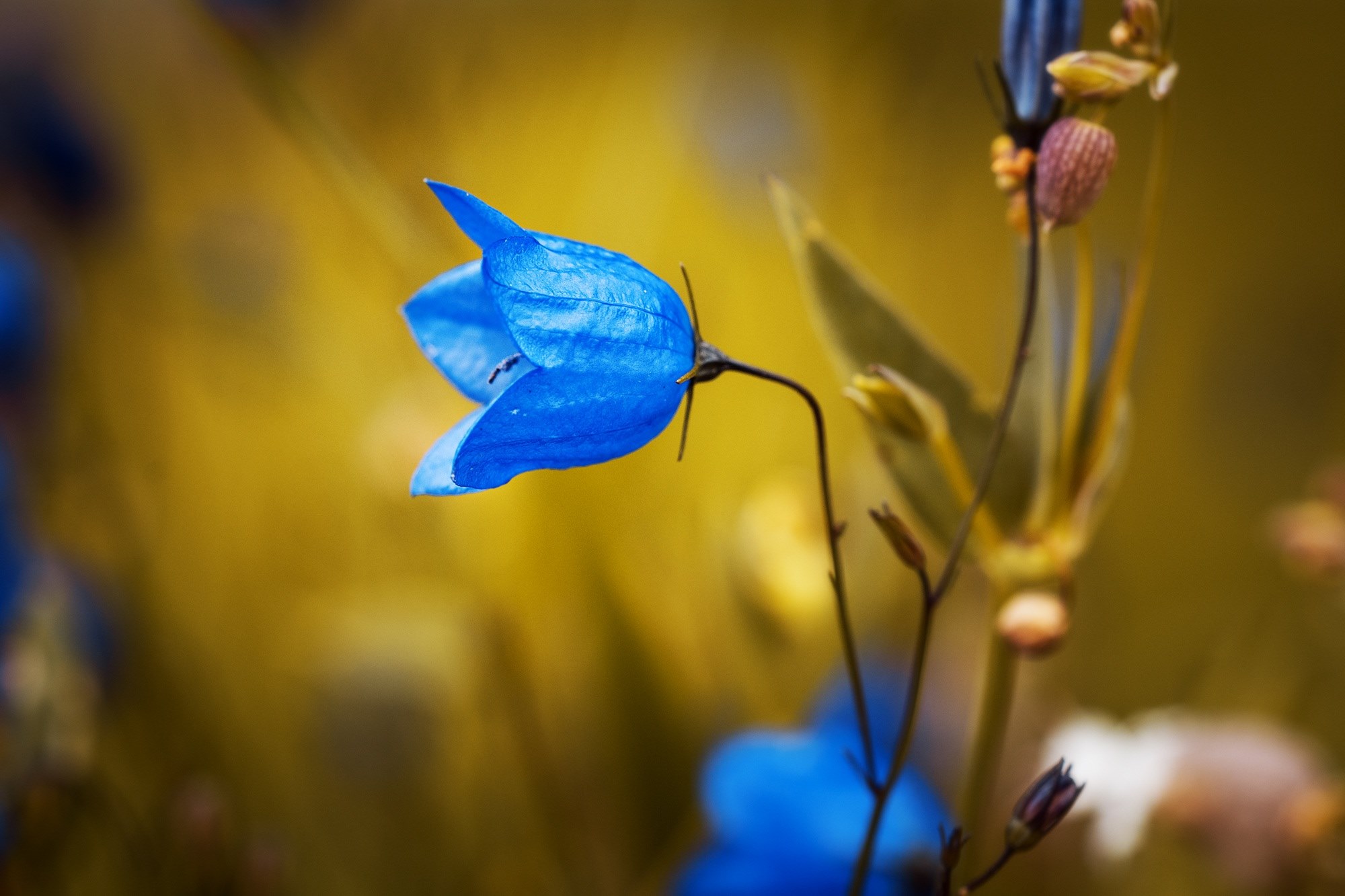 round leaved bellflower campanula rotundifolia flower 4k, HD Wallpaper