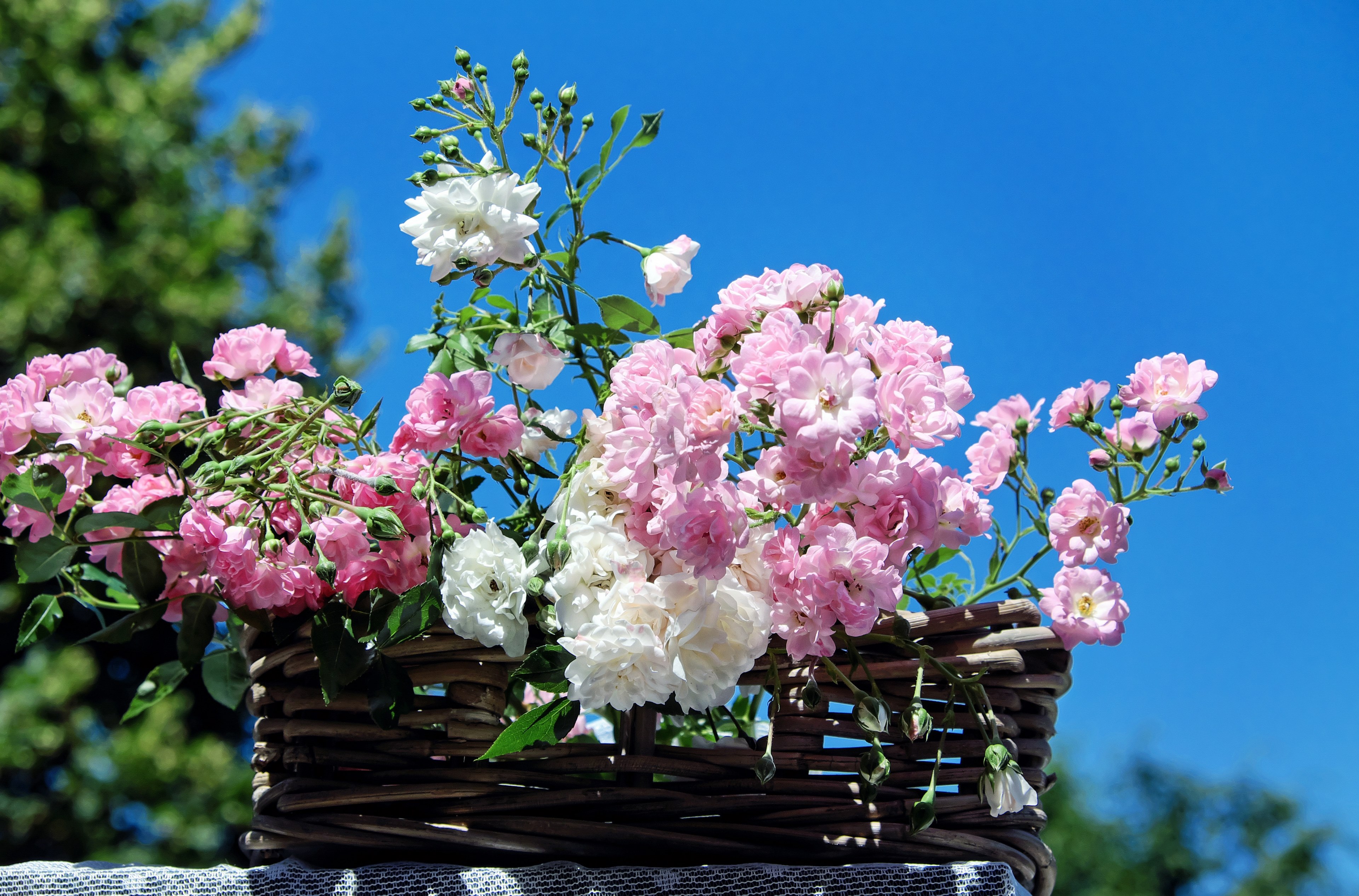 roses bouquet of roses blossom bloom pink white 4k, HD Wallpaper
