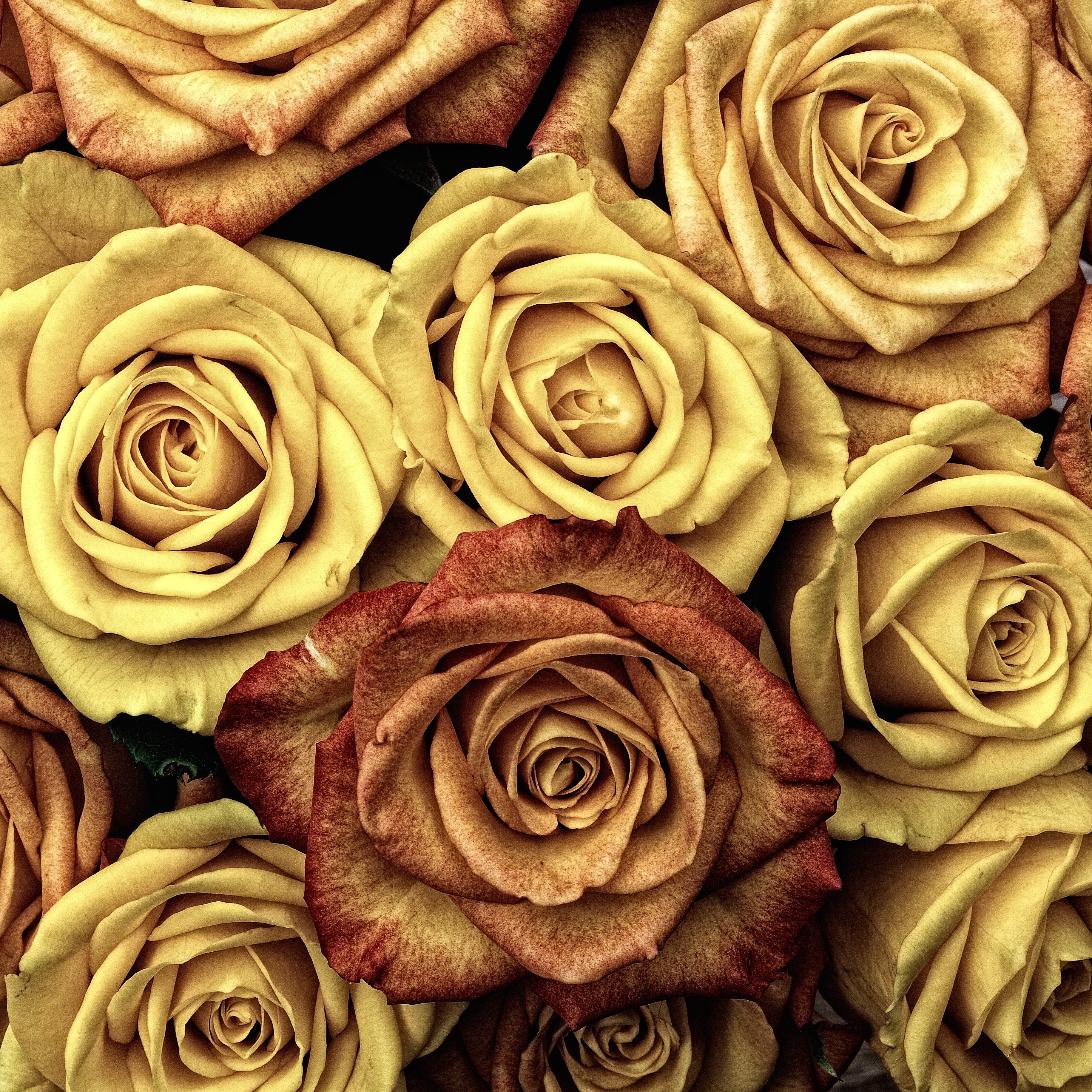 roses flower love red plant valentine color rose 4k, Phone HD Wallpaper