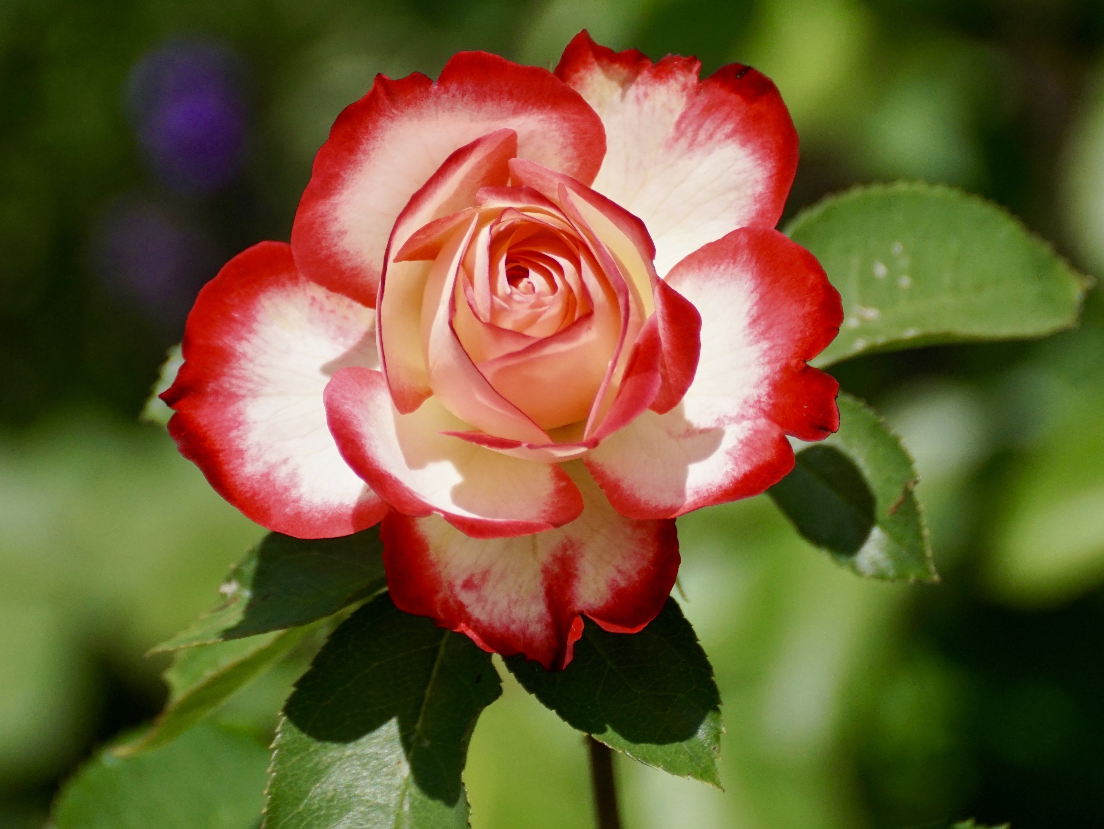 rose blossom bloom flower nature rose blooms 4k, HD Wallpaper