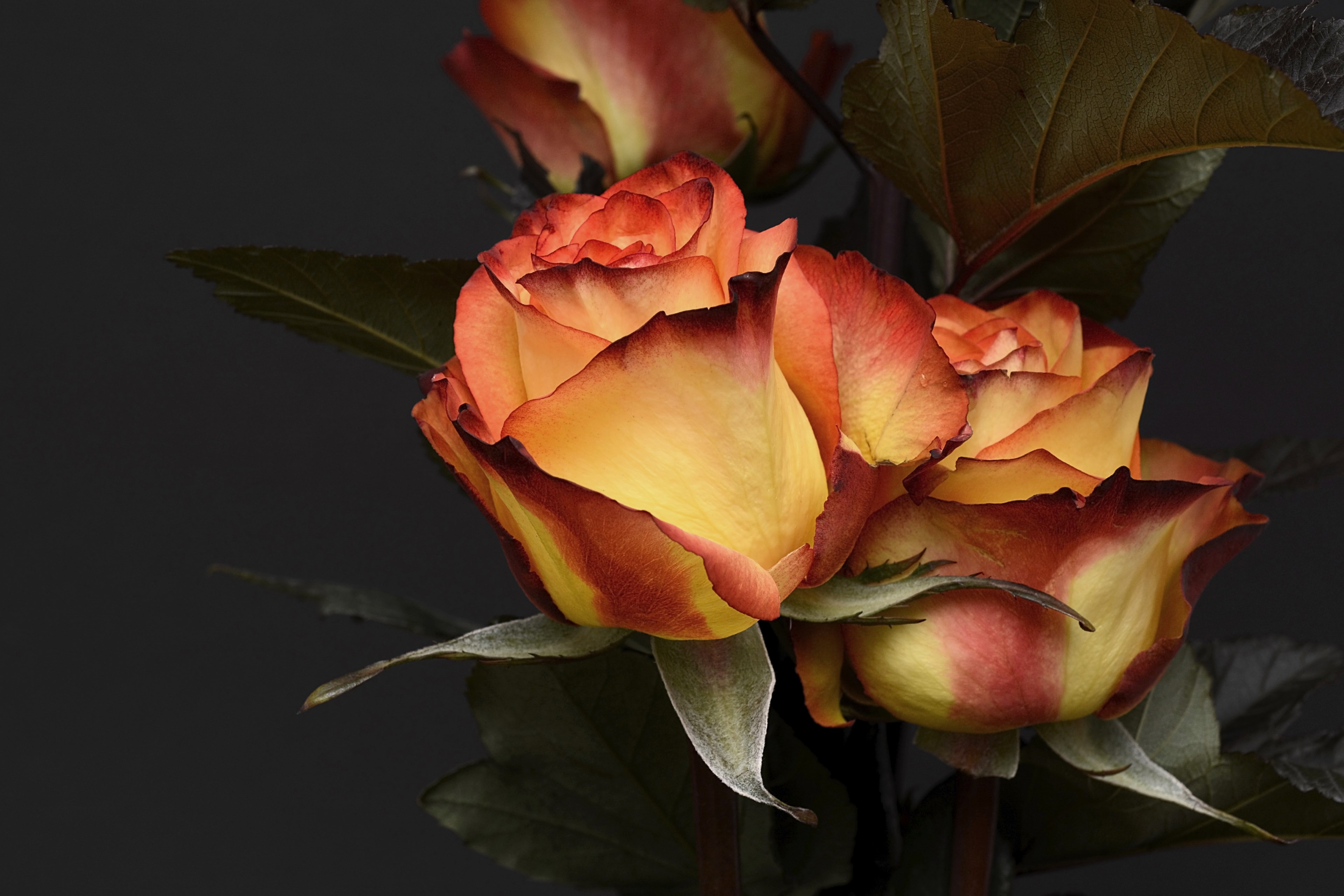 rose flower petal floral love noble orange 4k, HD Wallpaper