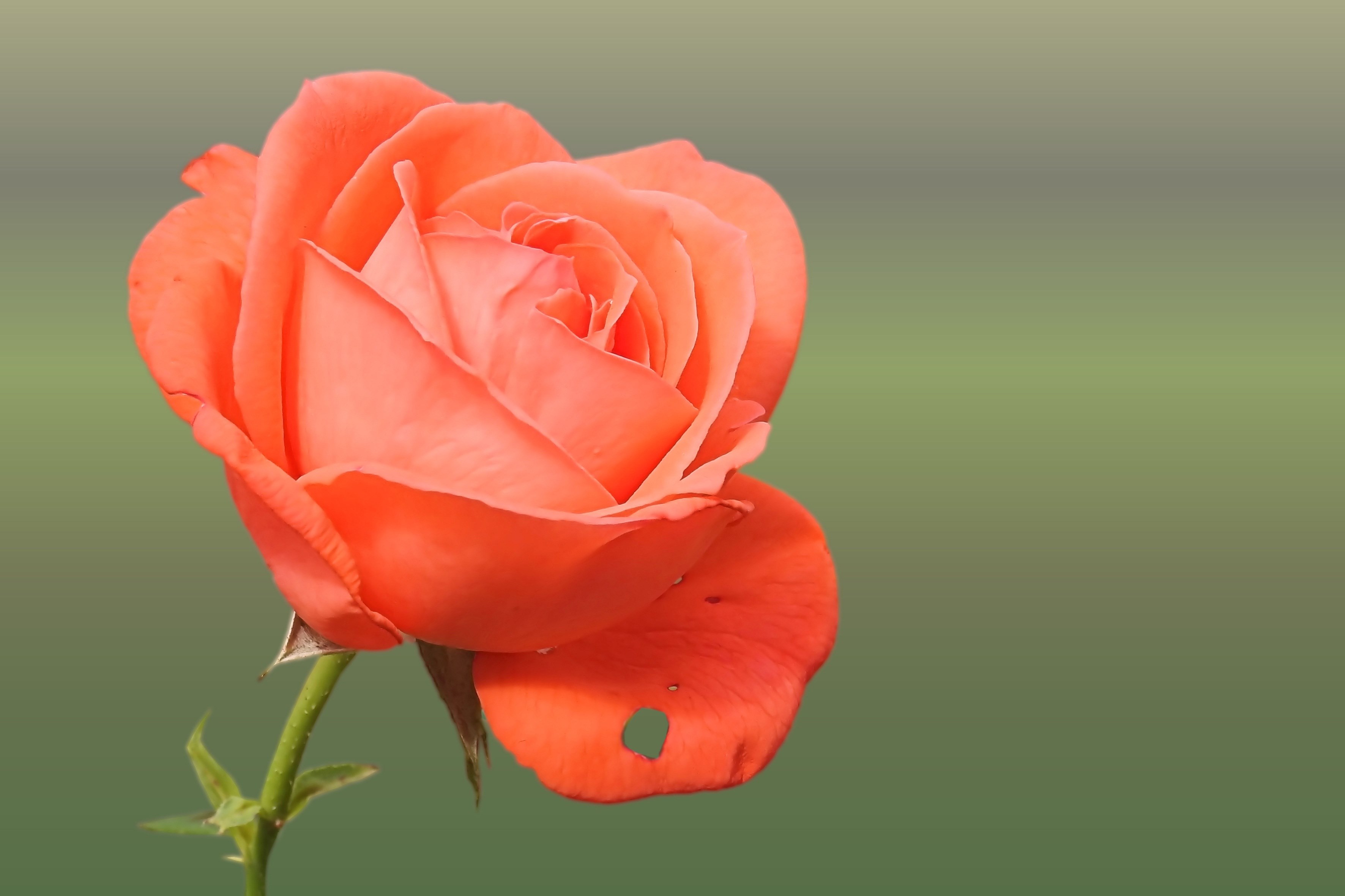 rose orange salmon rose blooms blossom bloom 4k, HD Wallpaper