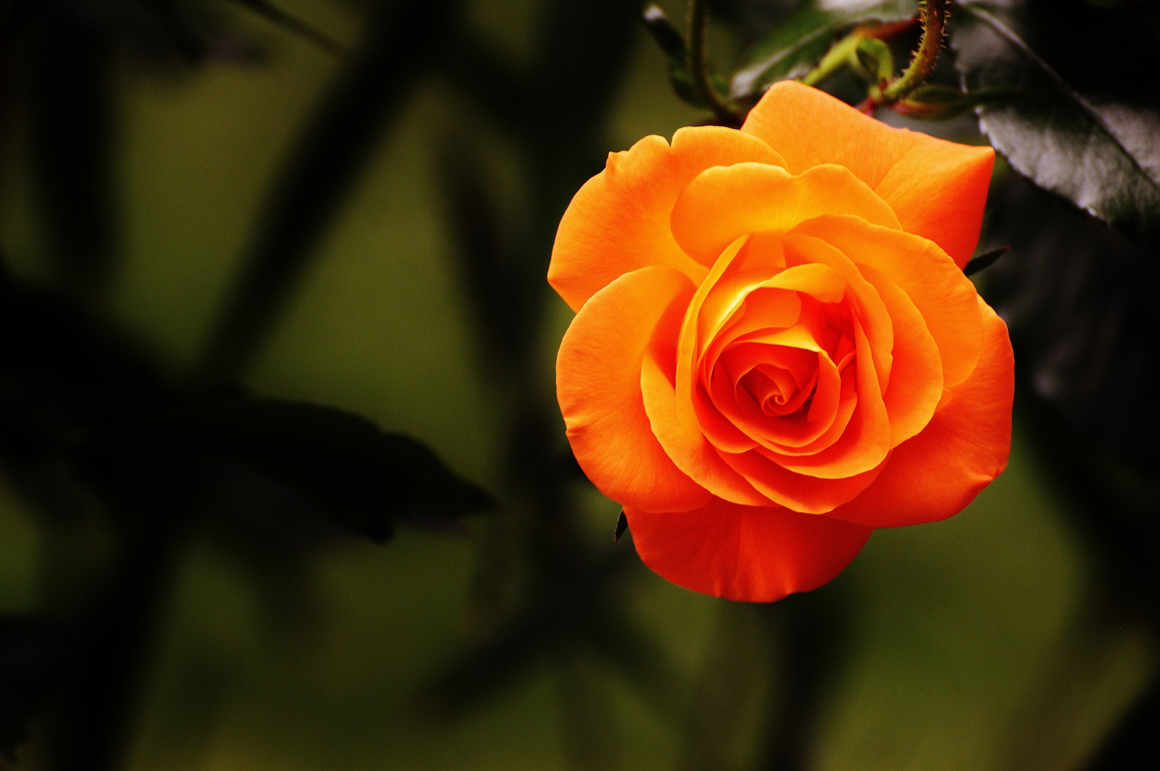 rose orange blossom bloom flower orange roses 4k, HD Wallpaper