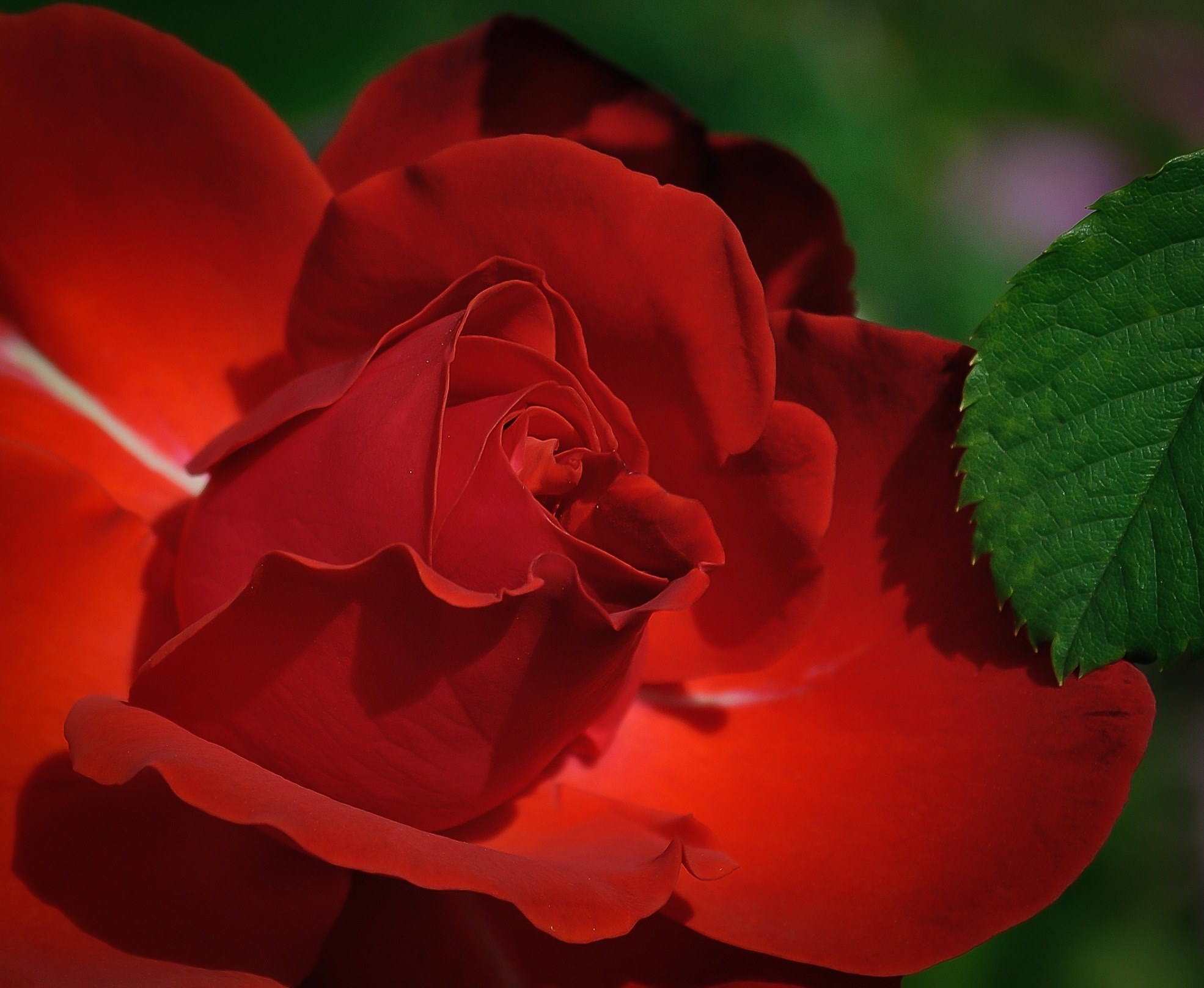 rose red flower beauty romantic petals isolated 4k, HD Wallpaper