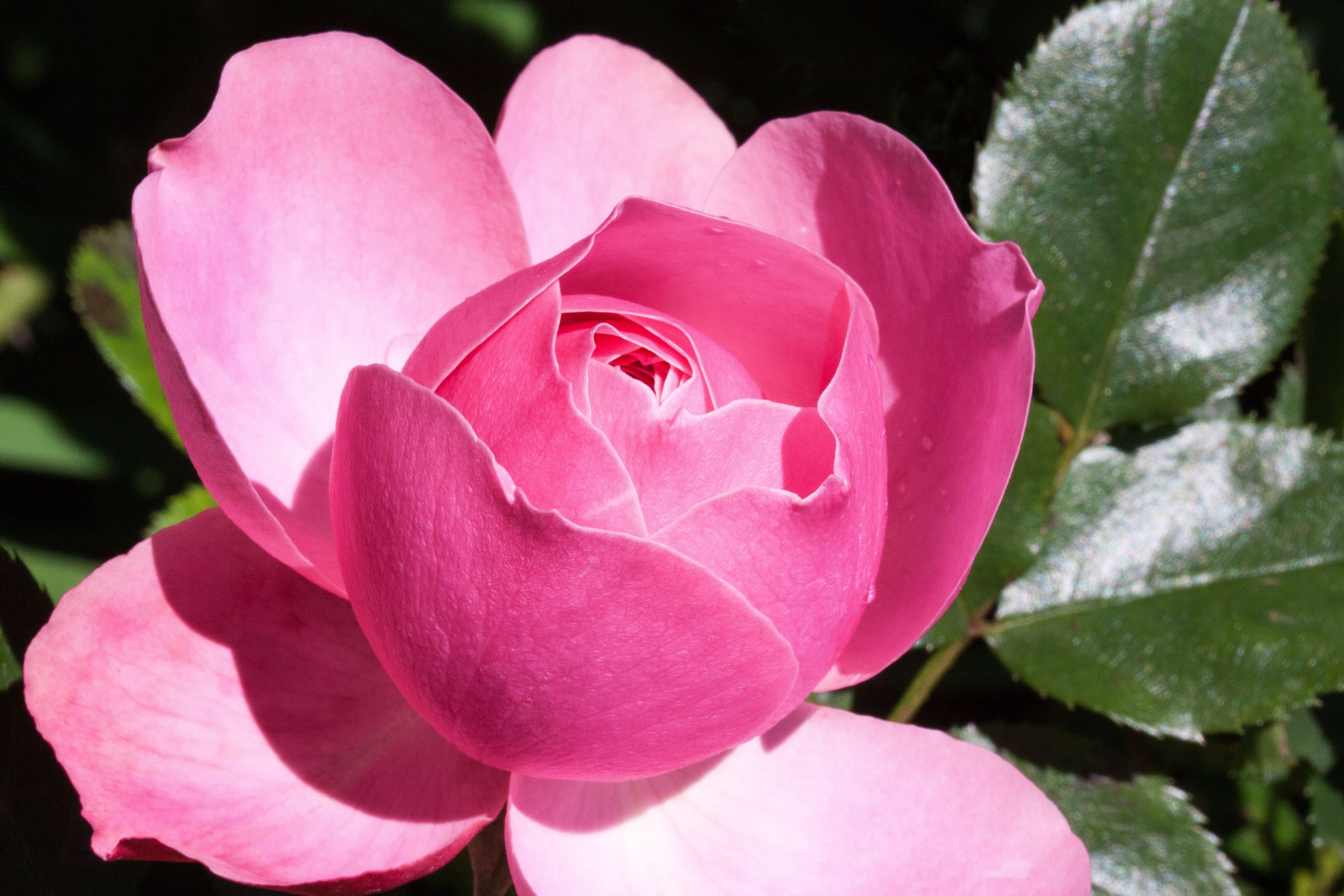 rose pink green flowers summer flower roses 4k, HD Wallpaper