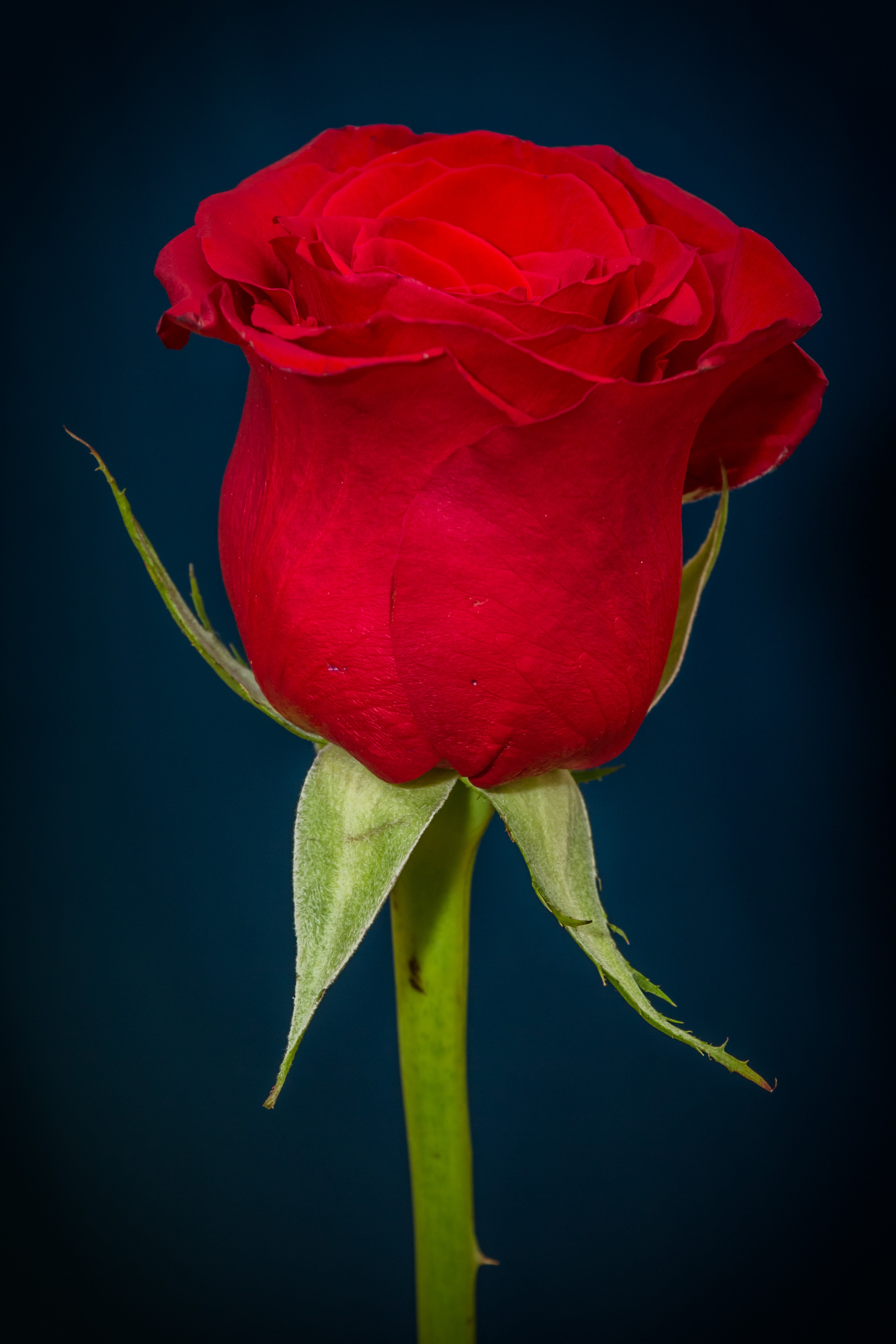 rose red rose red flower 4k, Phone HD Wallpaper