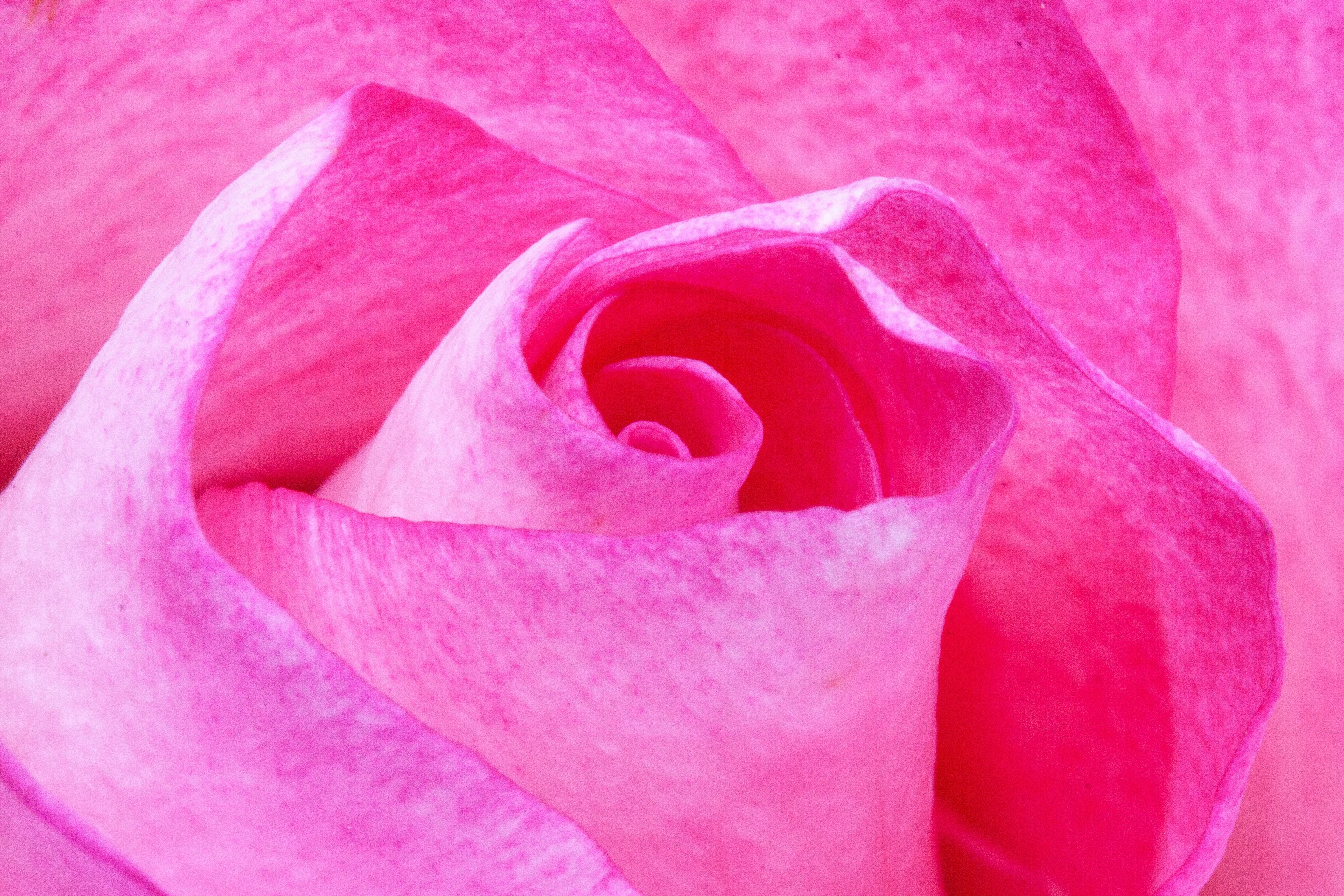 rose pink family rose family flora plant tender 4k, HD Wallpaper