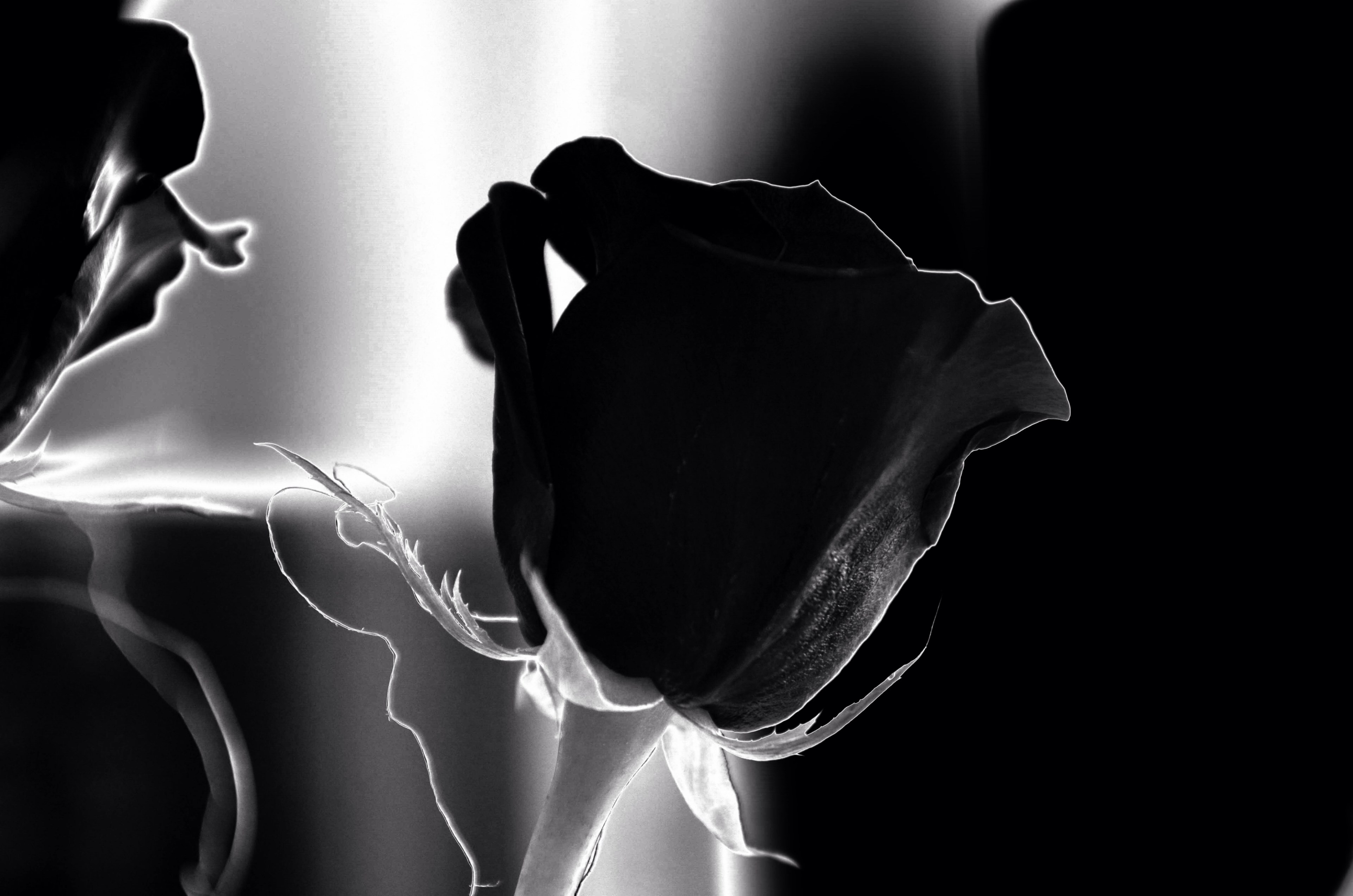 rose black white black and white flower plant 4k, HD Wallpaper