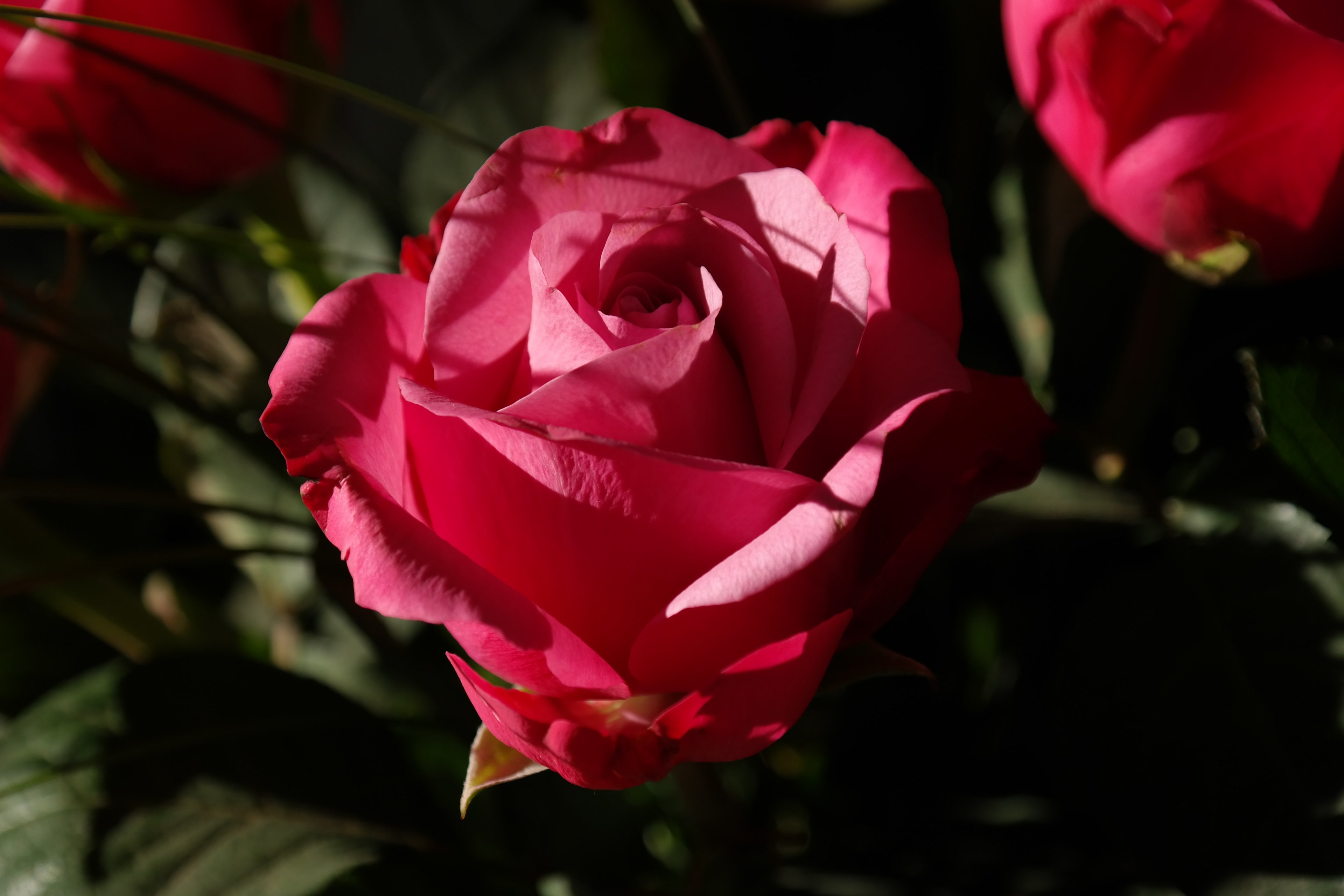 rose red flower plant rose bloom blossom bloom 4k, HD Wallpaper