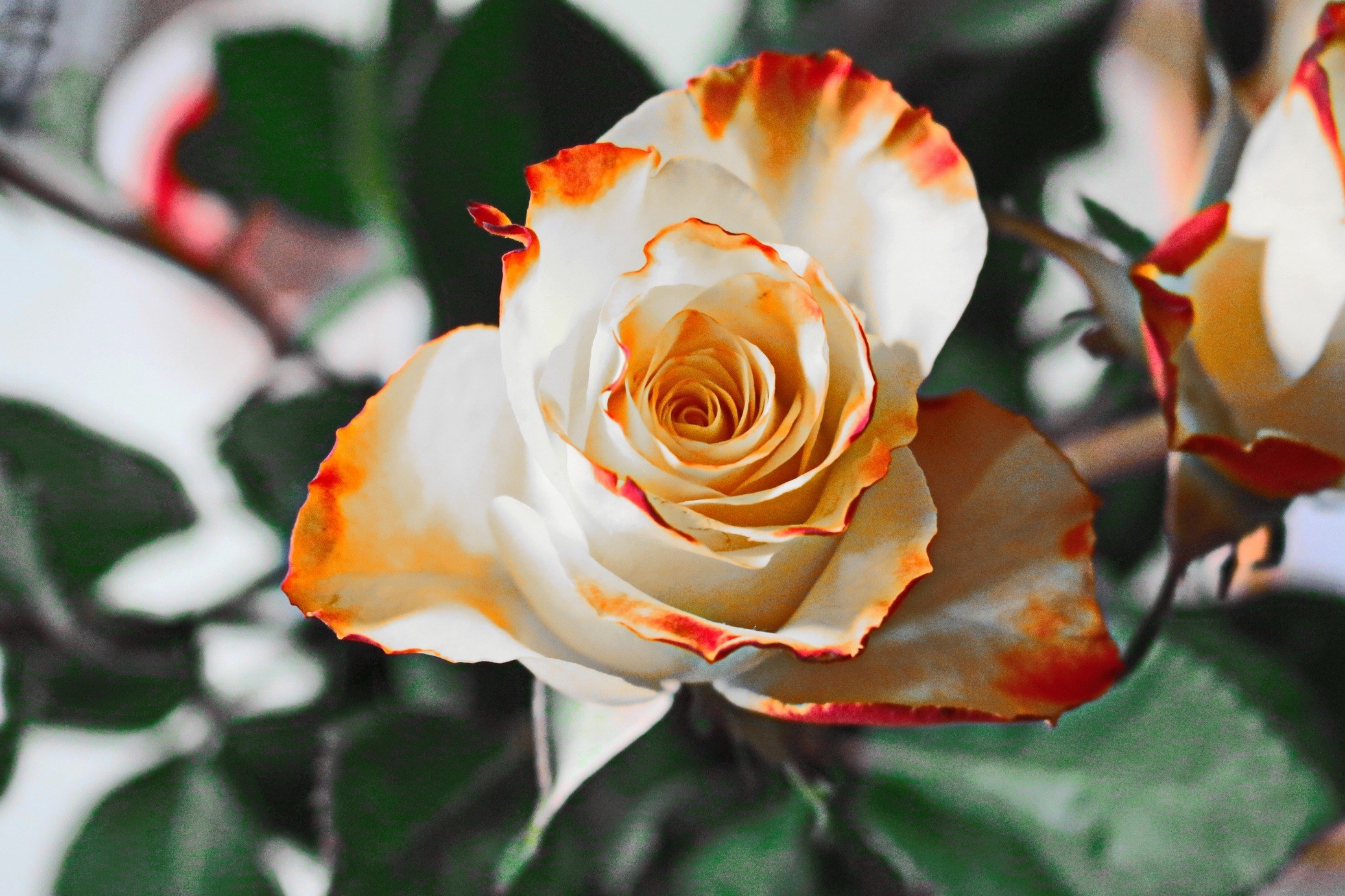 rose yellow flower petals blossom bloom white 4k, HD Wallpaper