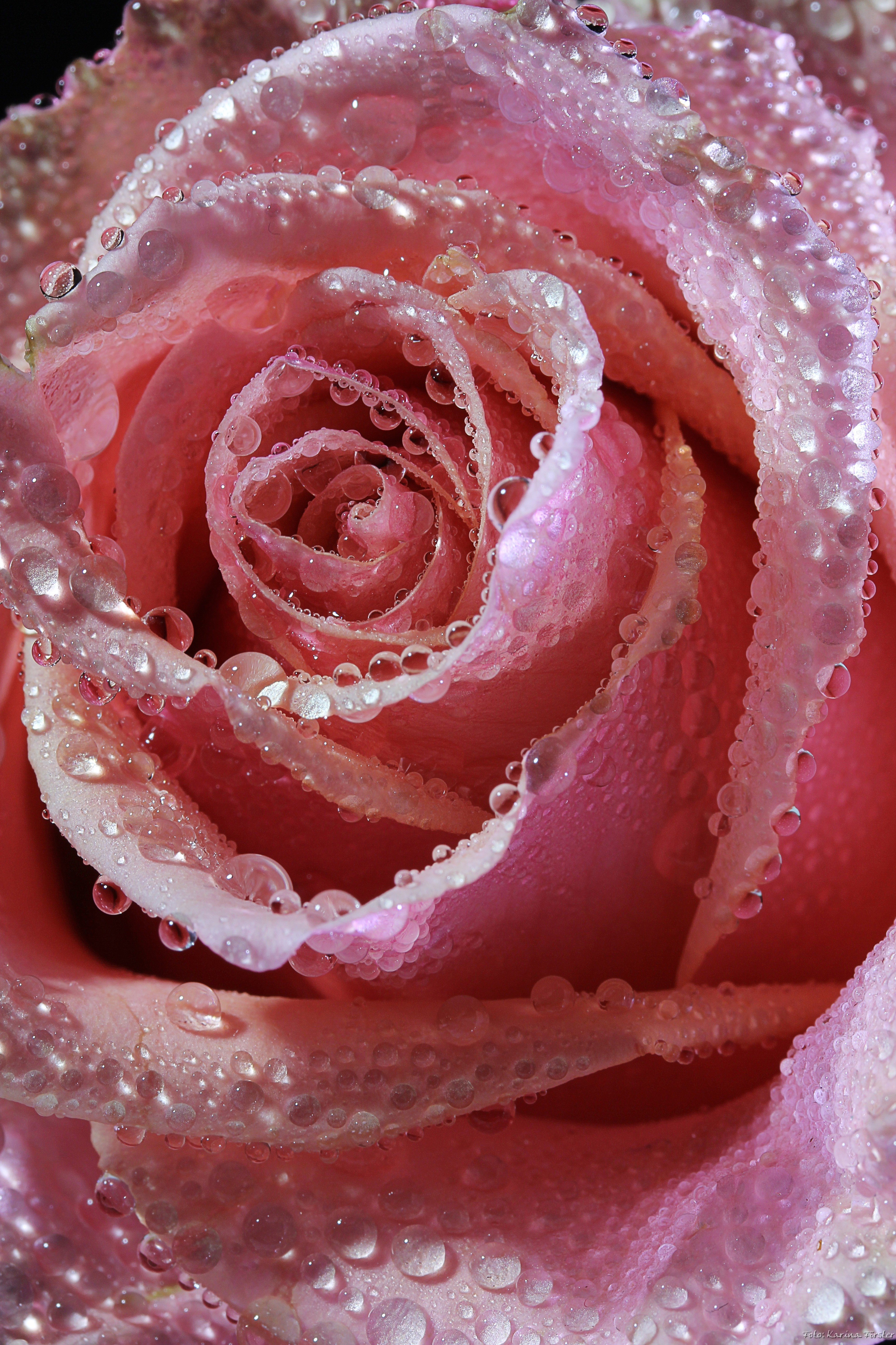 rose pink red flower blossom bloom flowers 4k, Phone HD Wallpaper