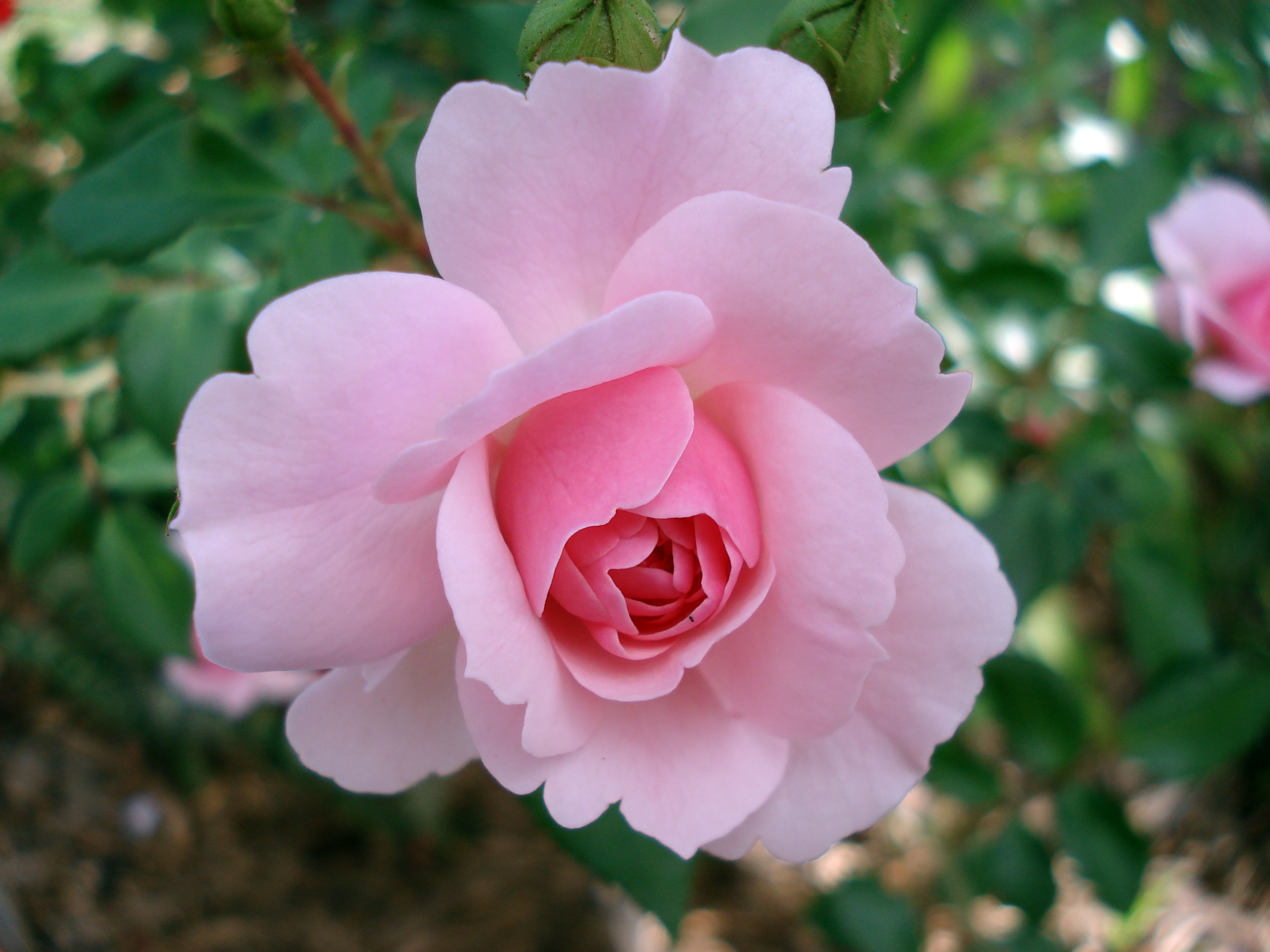 rose rosaceae flower pink garden blooming thorny 4k, HD Wallpaper