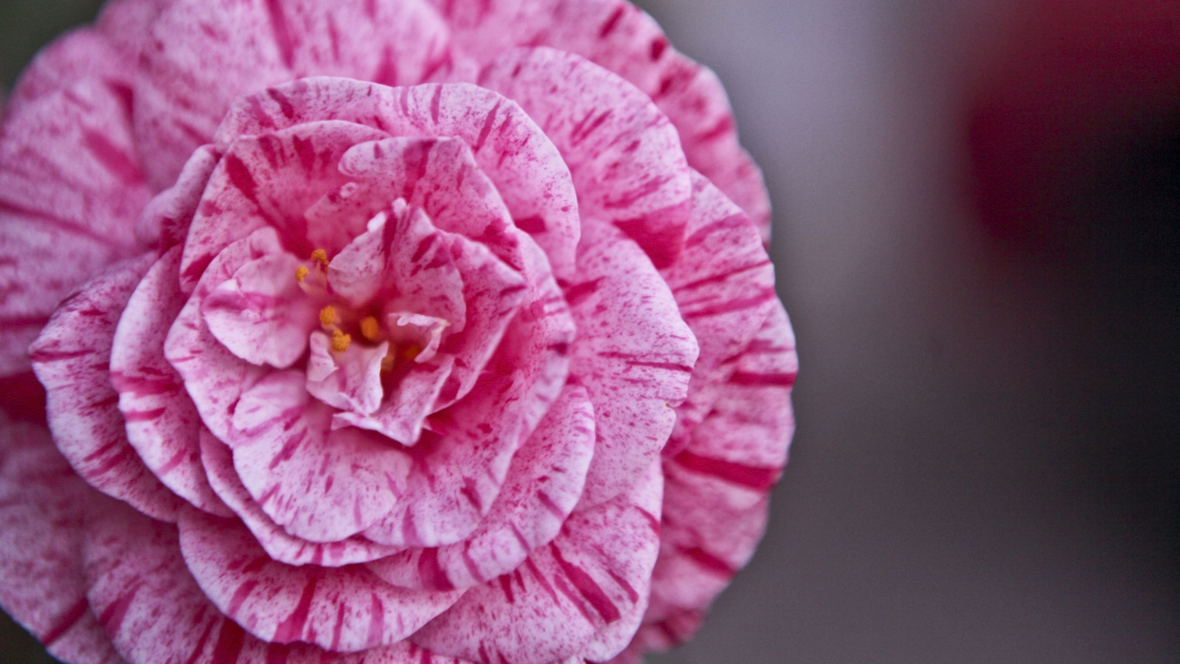 flowers, stripes, lines, petals, 4k, HD Wallpaper