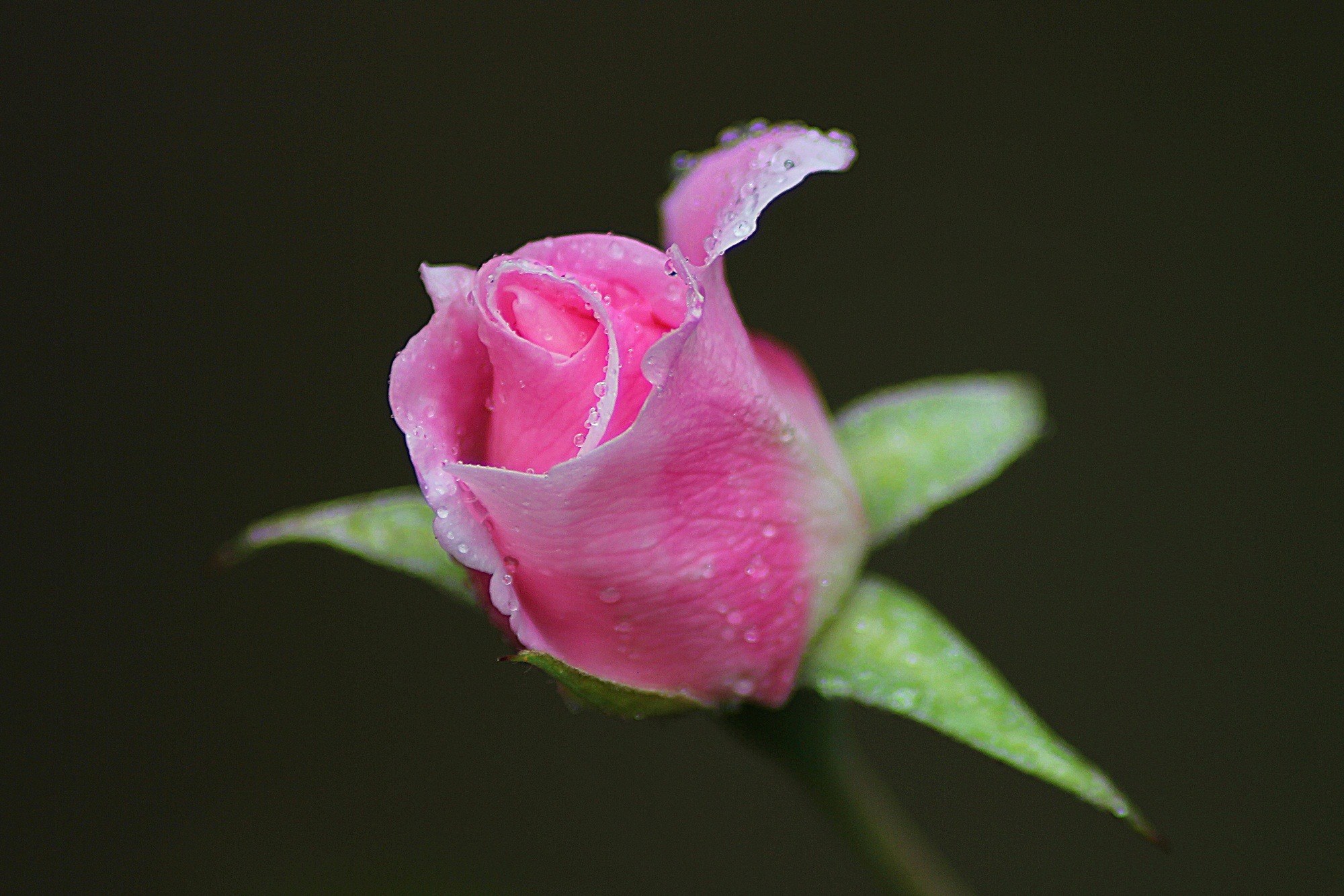 rose flower floral plant natural blossom bloom 4k, HD Wallpaper