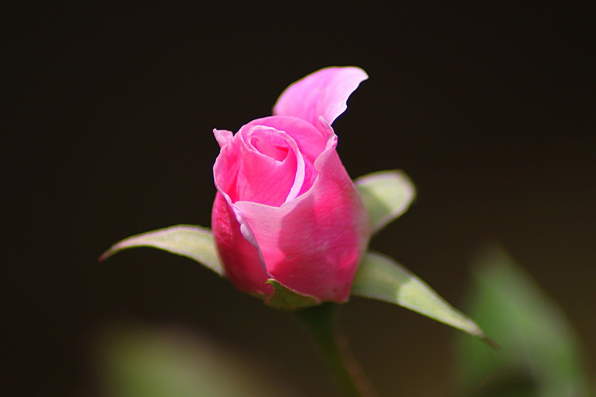 rose flower floral plant natural blossom bloom 4k, HD Wallpaper