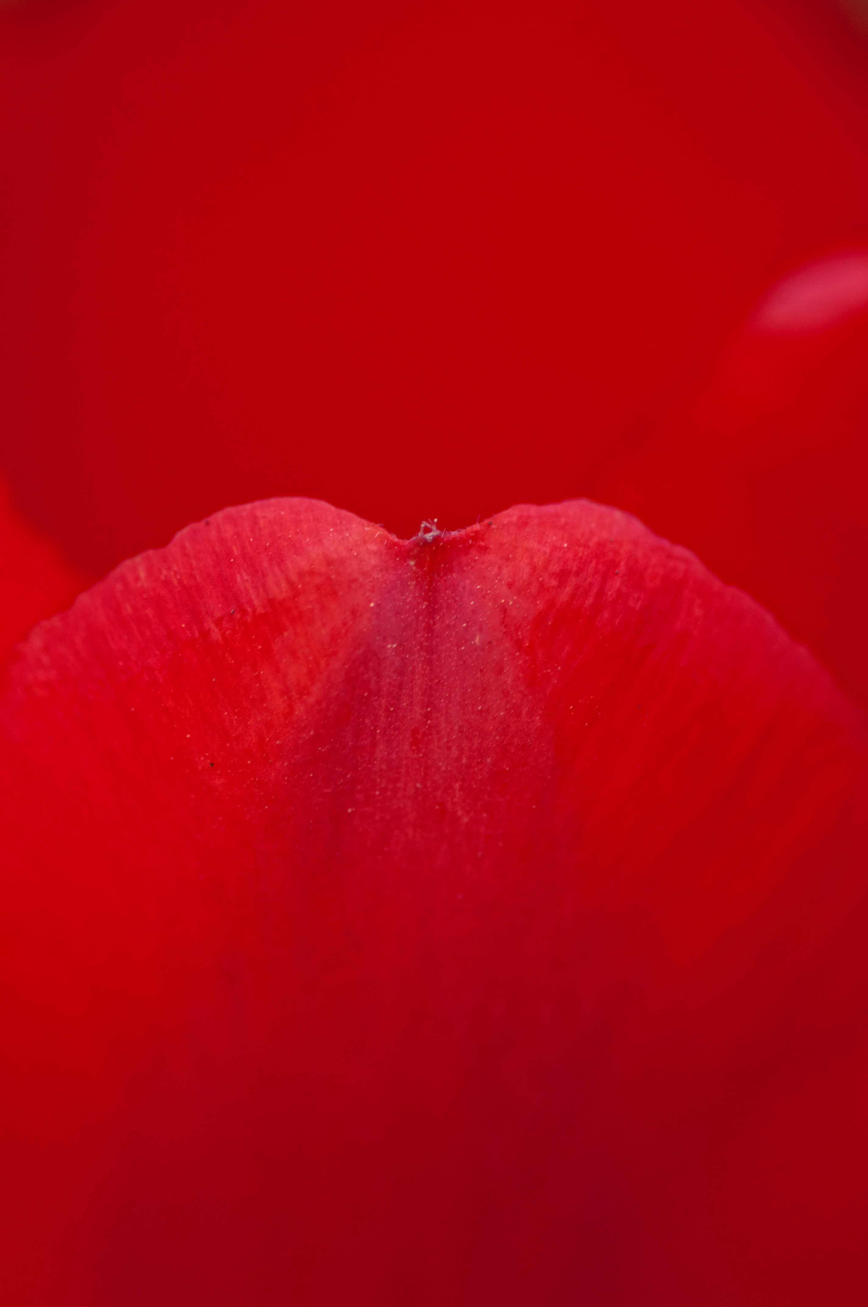 rose petal red rose petals flower macro nature 4k, Phone HD Wallpaper