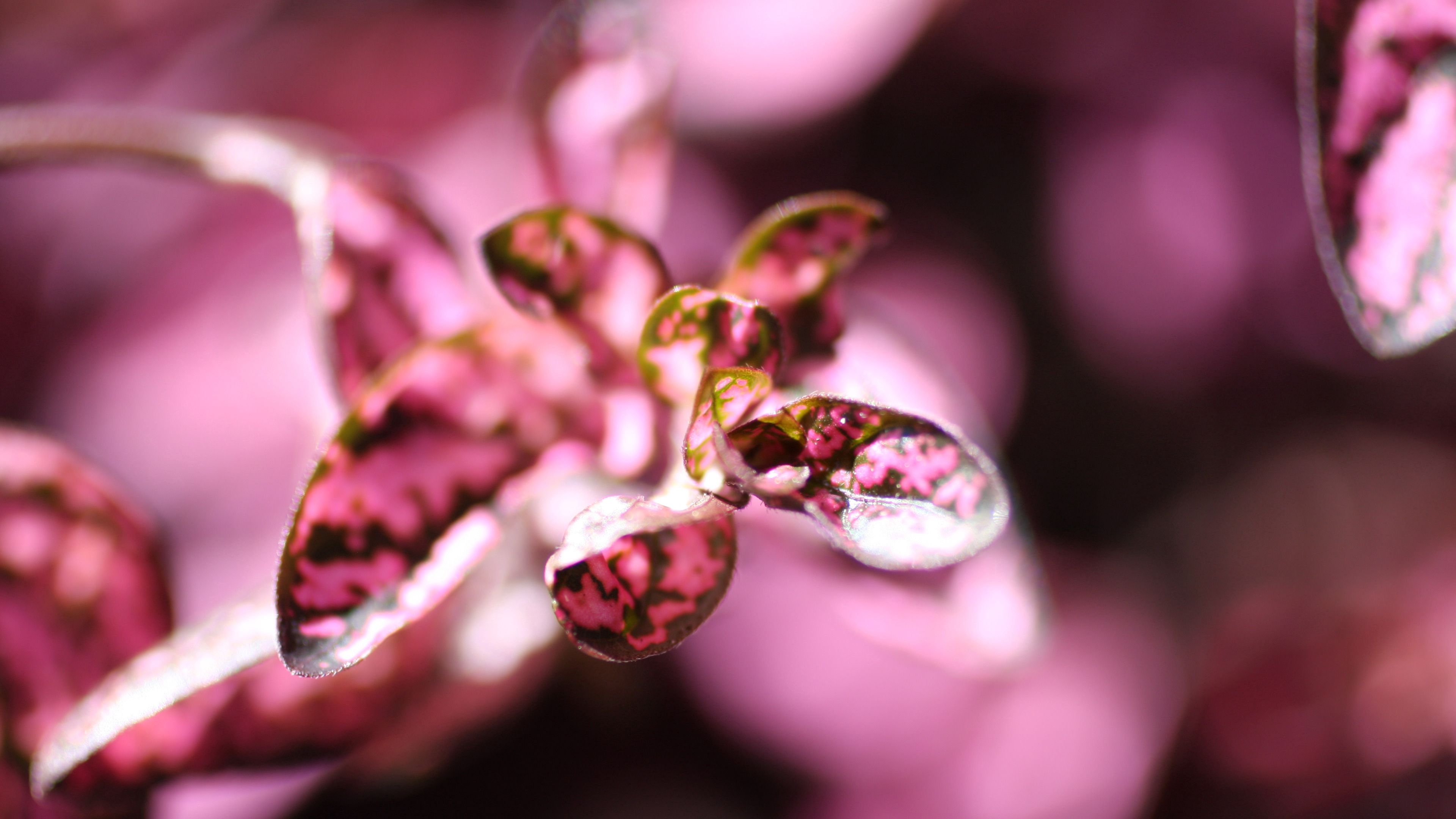 plants, flower, petals, 4k, HD Wallpaper