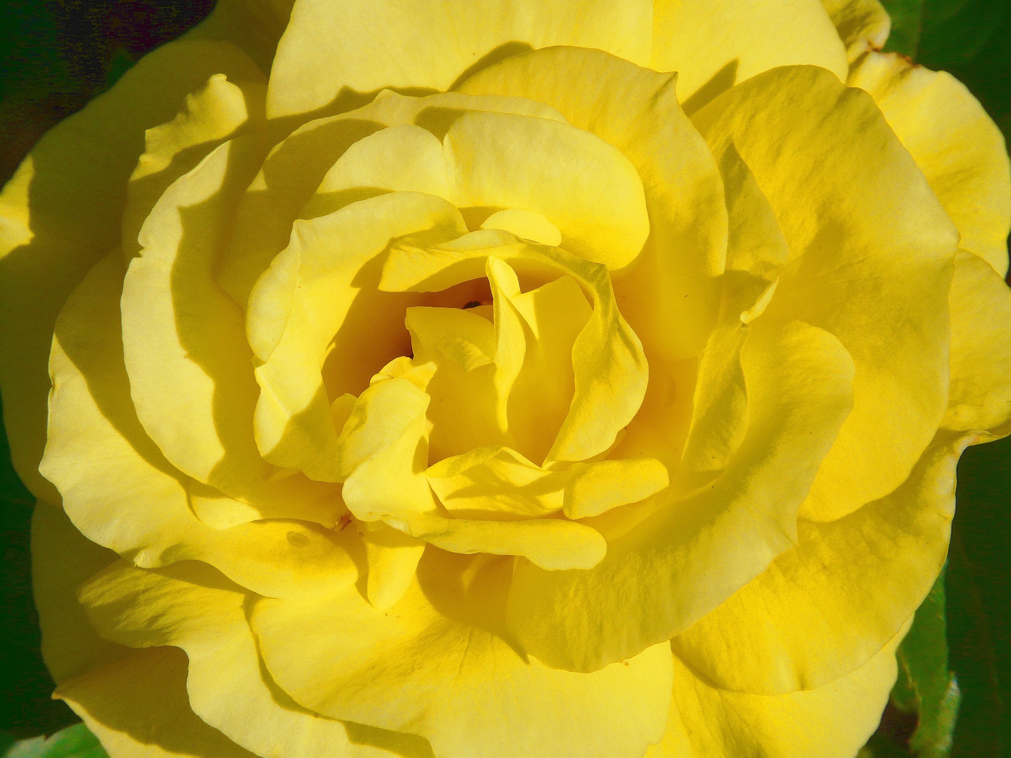 rose rose bloom yellow petals beautiful fragrance 4k, HD Wallpaper