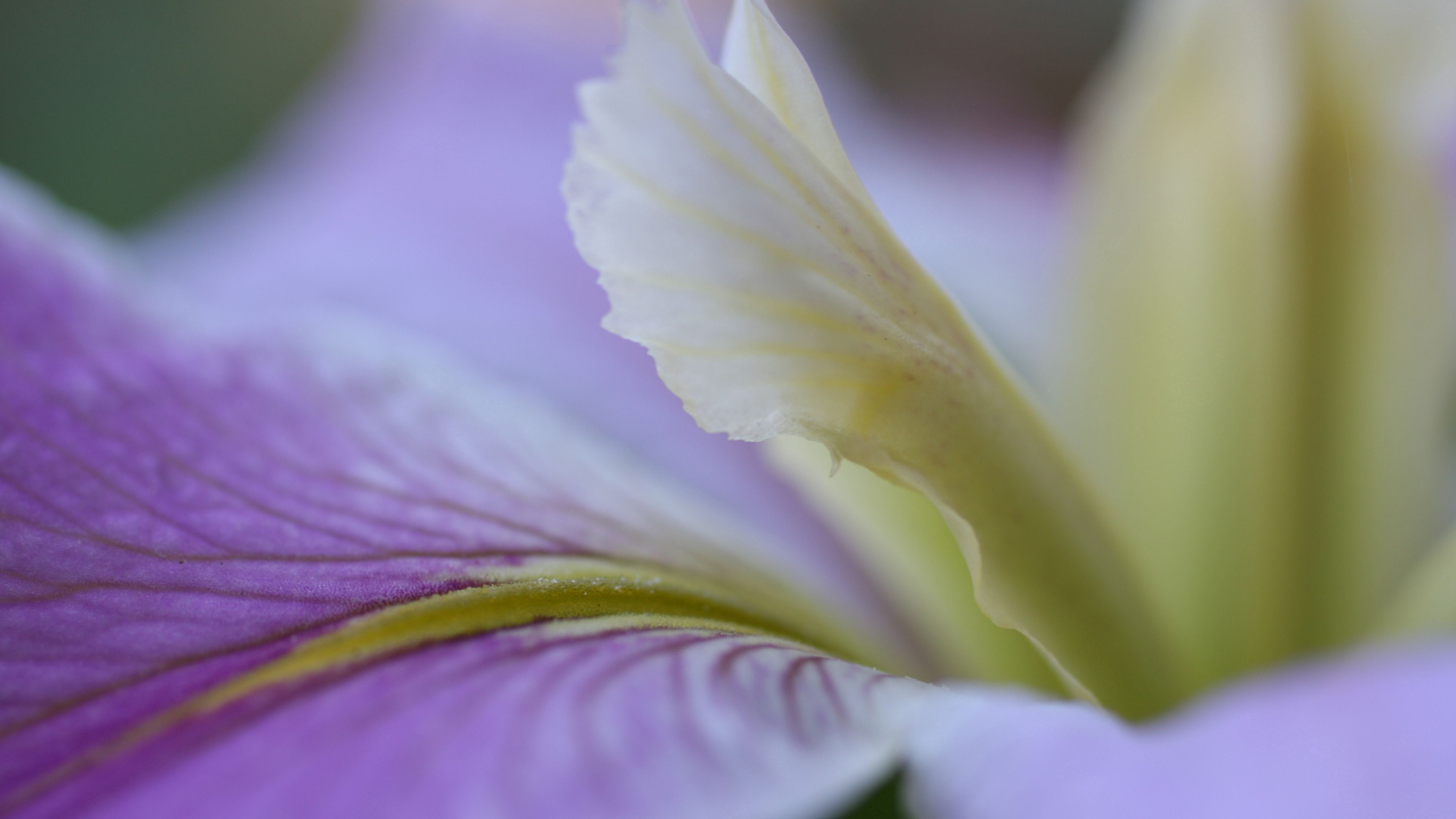 flower, petals, lines, purple, white, 4k, HD Wallpaper
