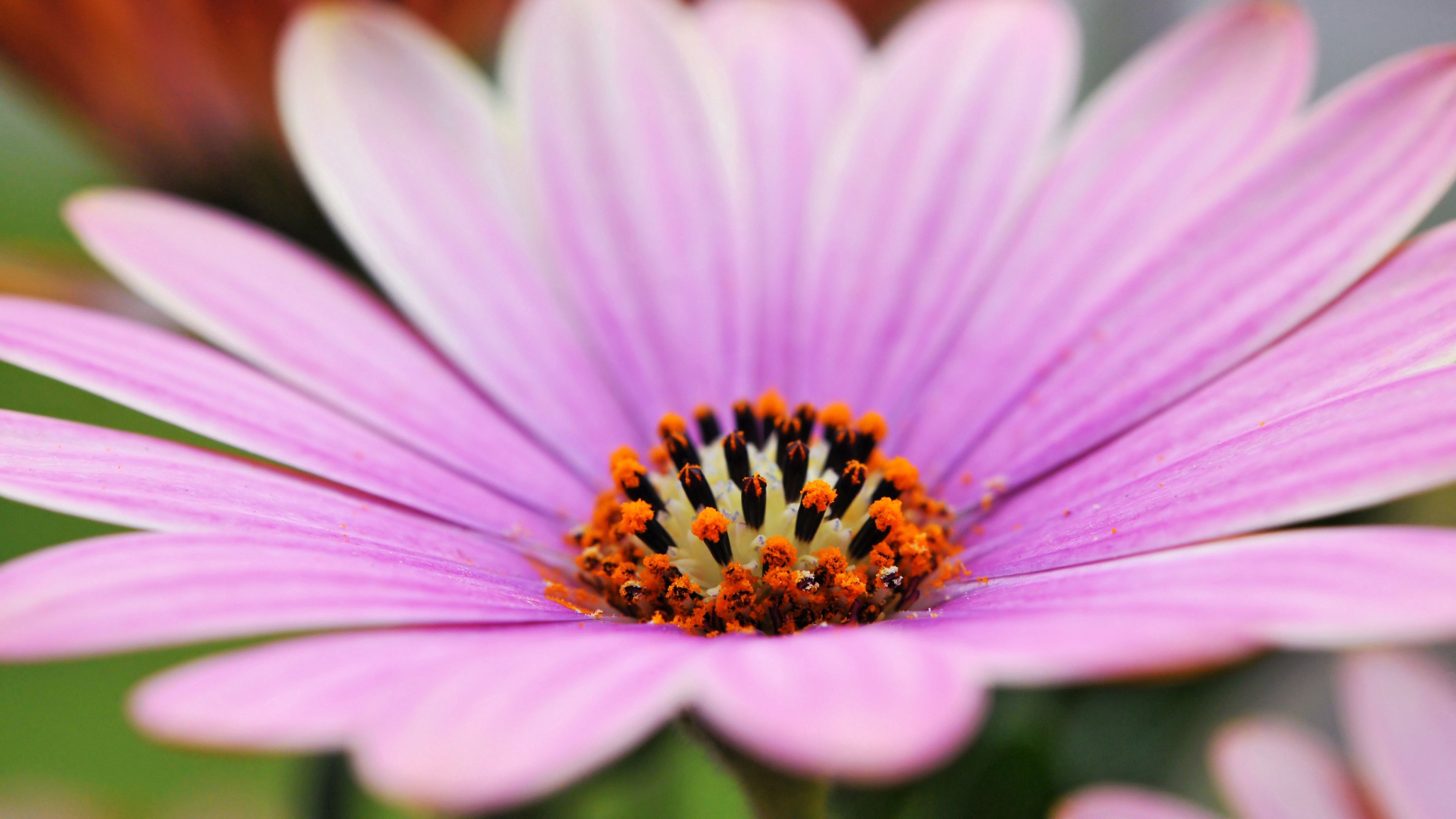flower, petals, lines, macro, 4k, HD Wallpaper