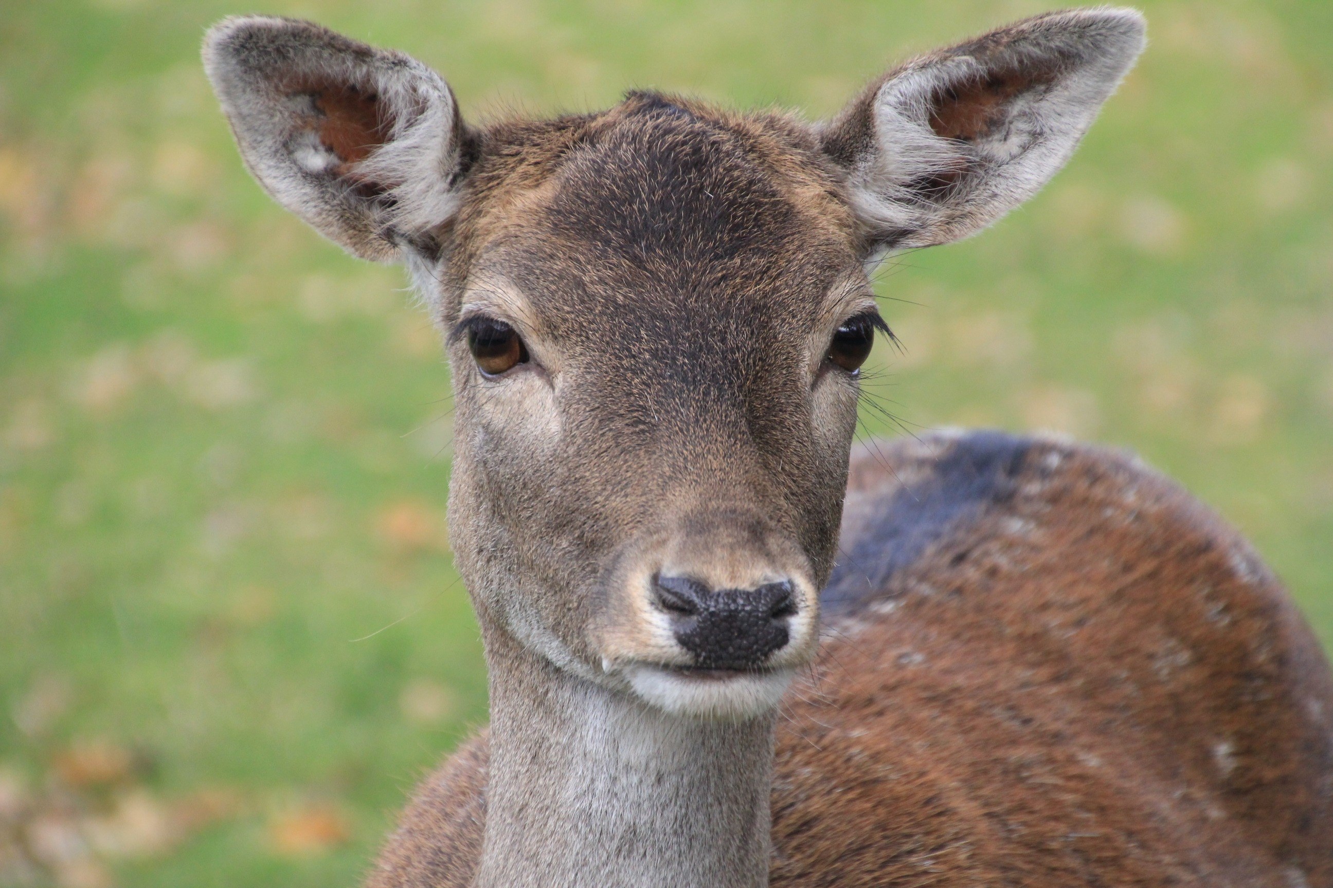 roe deer dülmen germany wild mammal animal 4k, HD Wallpaper