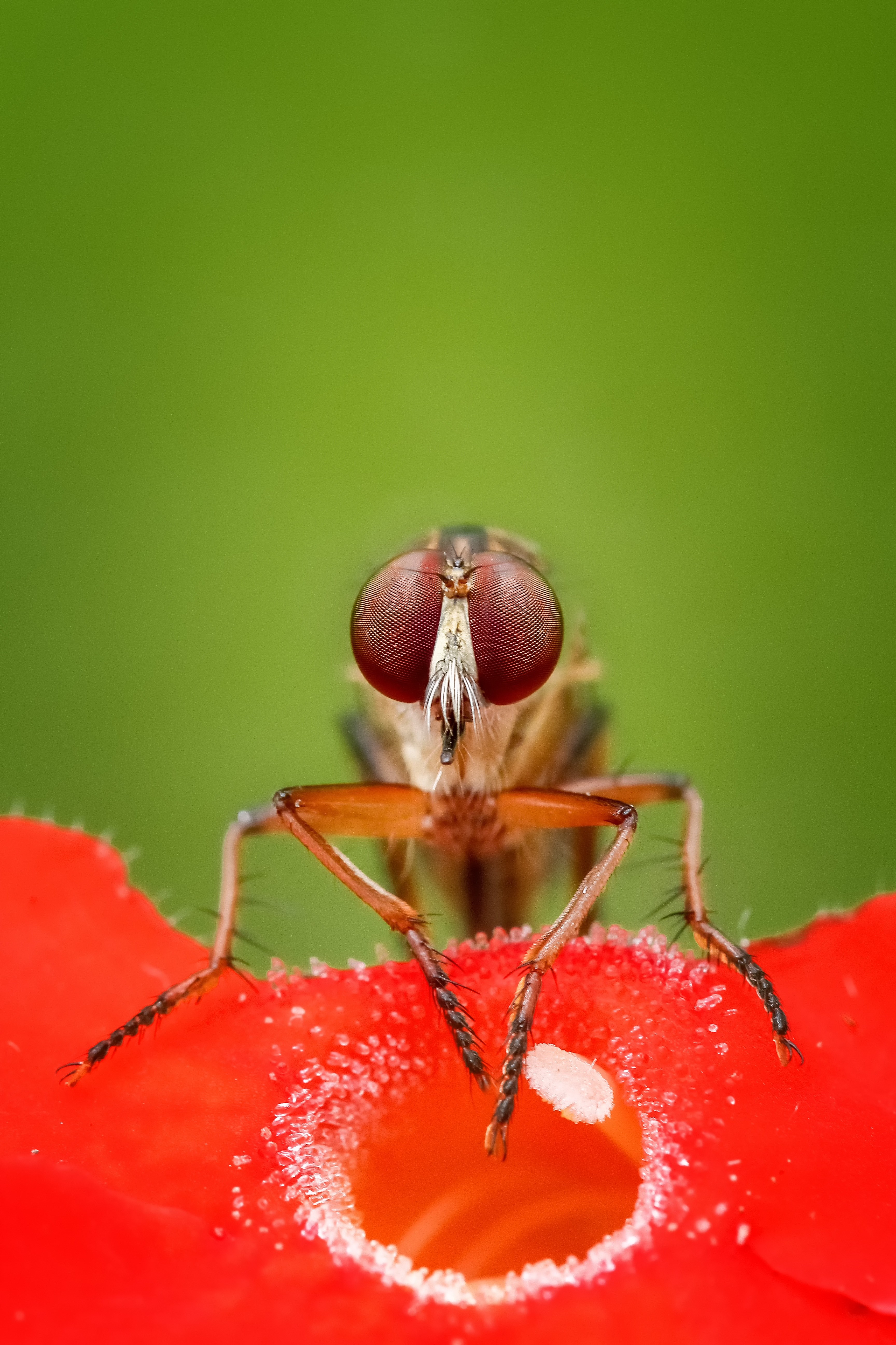 robberfly fly insect macro animal wildlife 4k, Phone HD Wallpaper