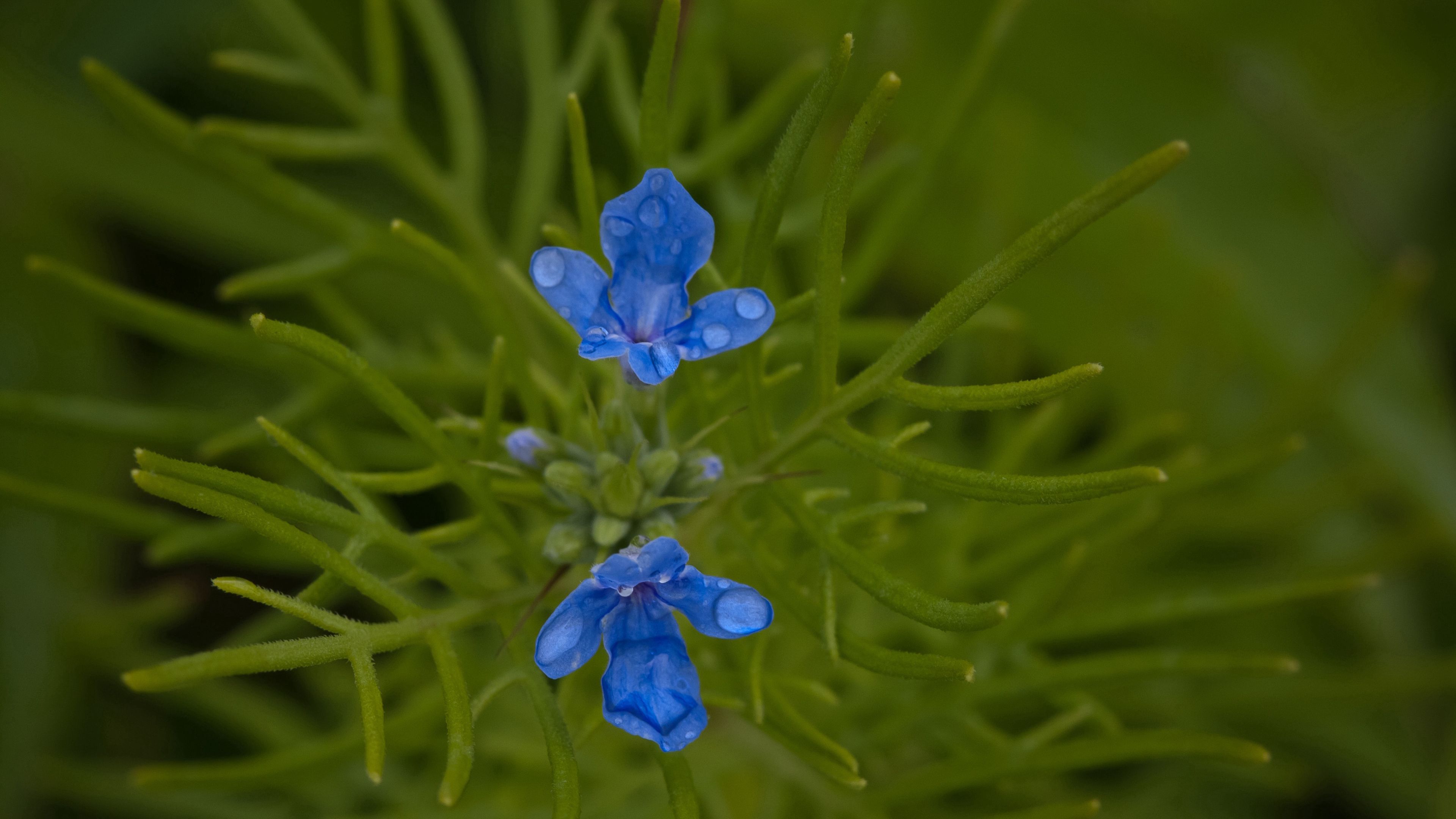 flowers, grass, herbs, 4k, HD Wallpaper