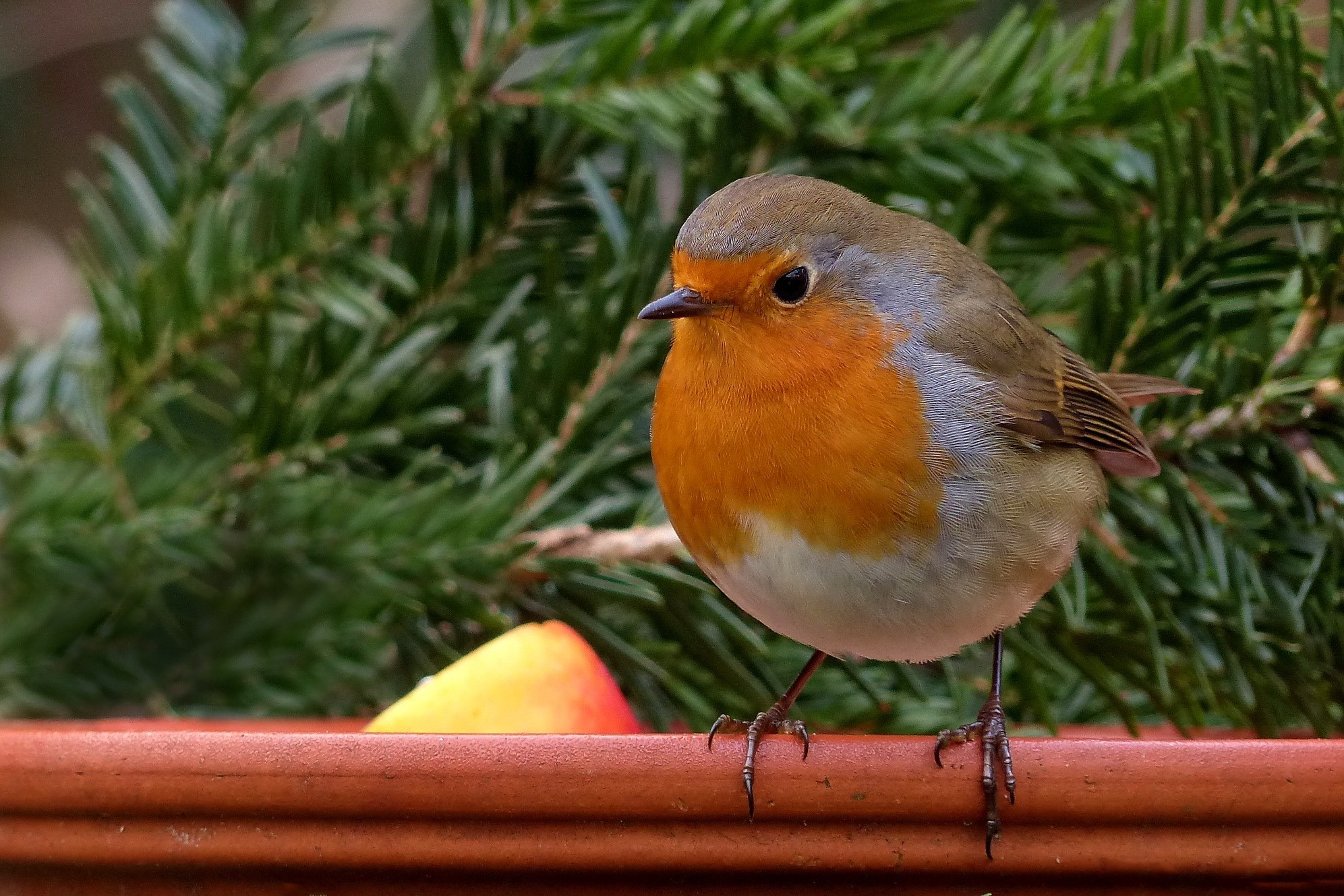 robin bird songbird garden winter food bowl 4k, HD Wallpaper