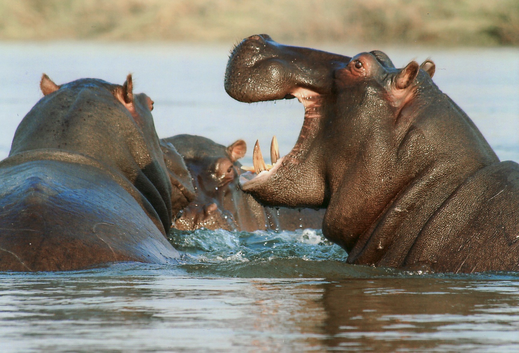 river horse hippopotamus hippo animal namibia 4k, HD Wallpaper
