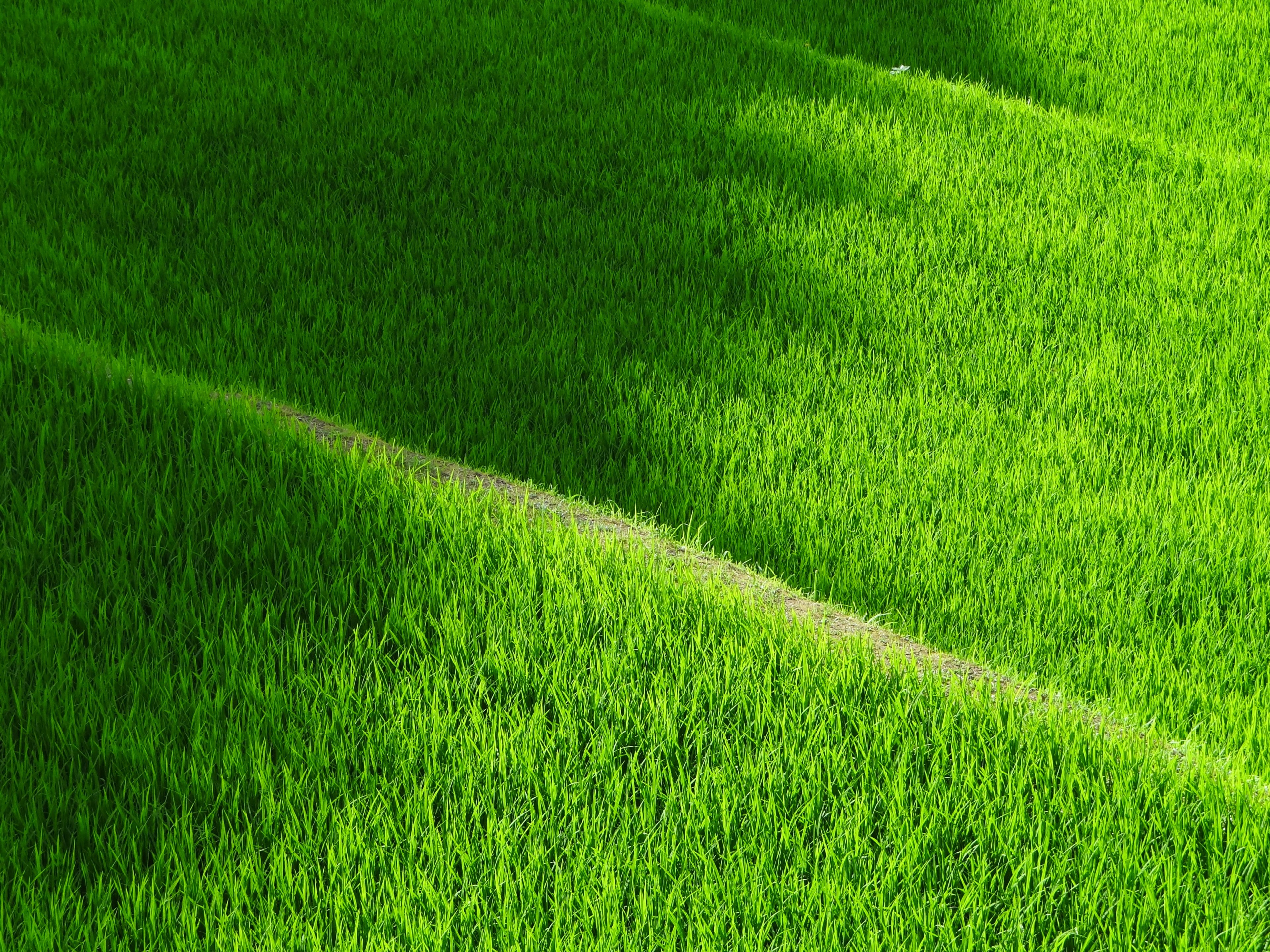 rice terraces yamadas rice fields japan rice green 4k, HD Wallpaper