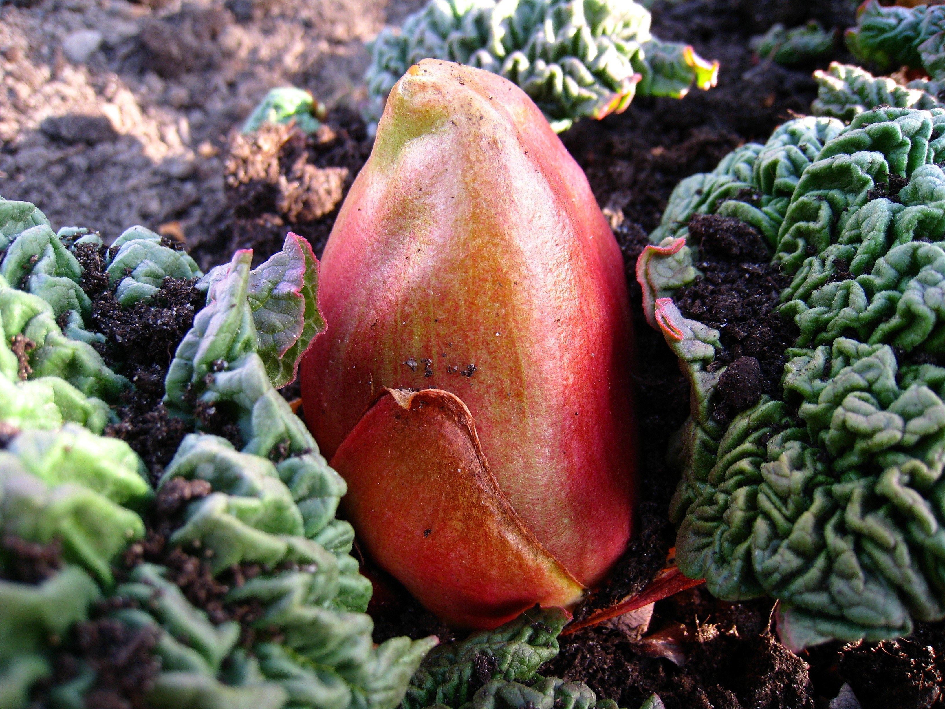 rhubarb bud earth leaf red green 4k, HD Wallpaper