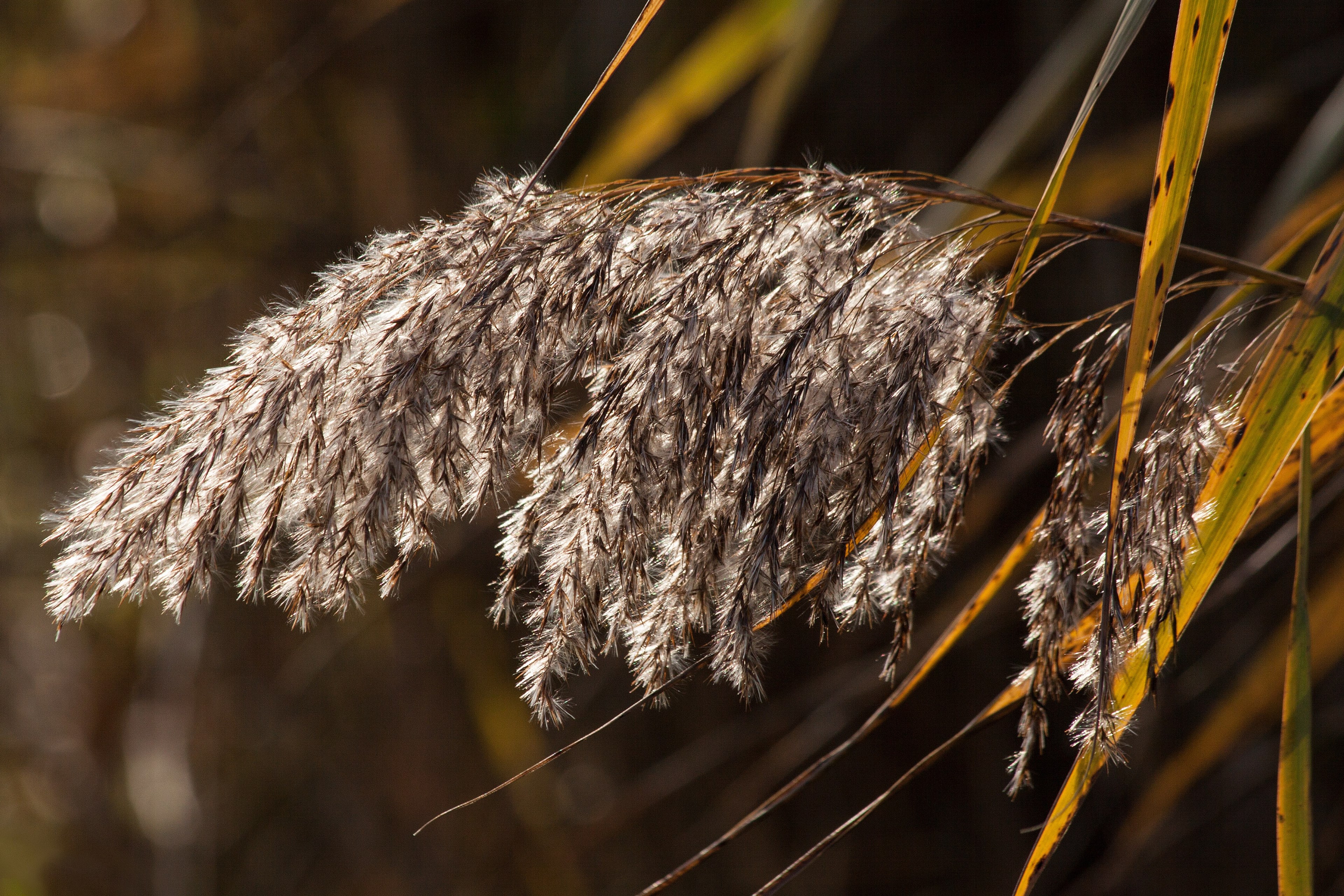 reed phragmites australis grass poaceae marsh plant 4k, HD Wallpaper